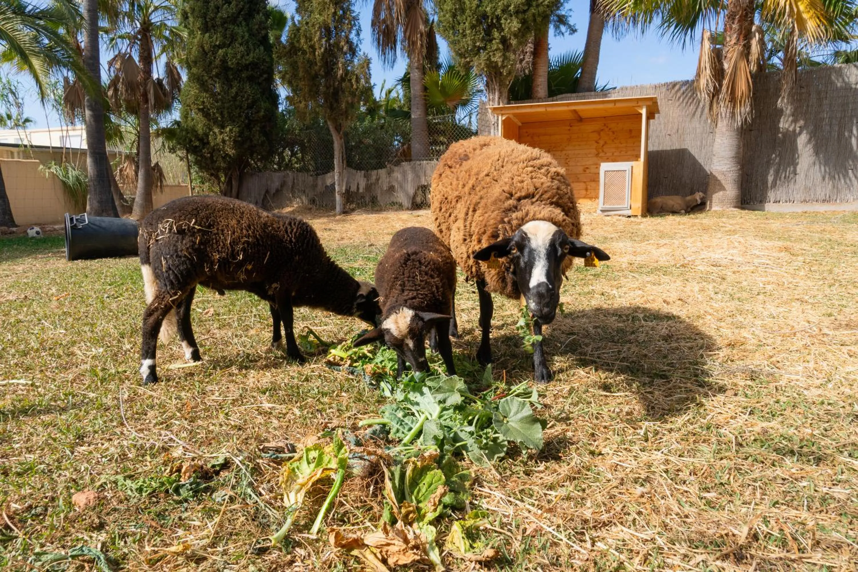 Animals in Finca Amapola - Agrotourismus