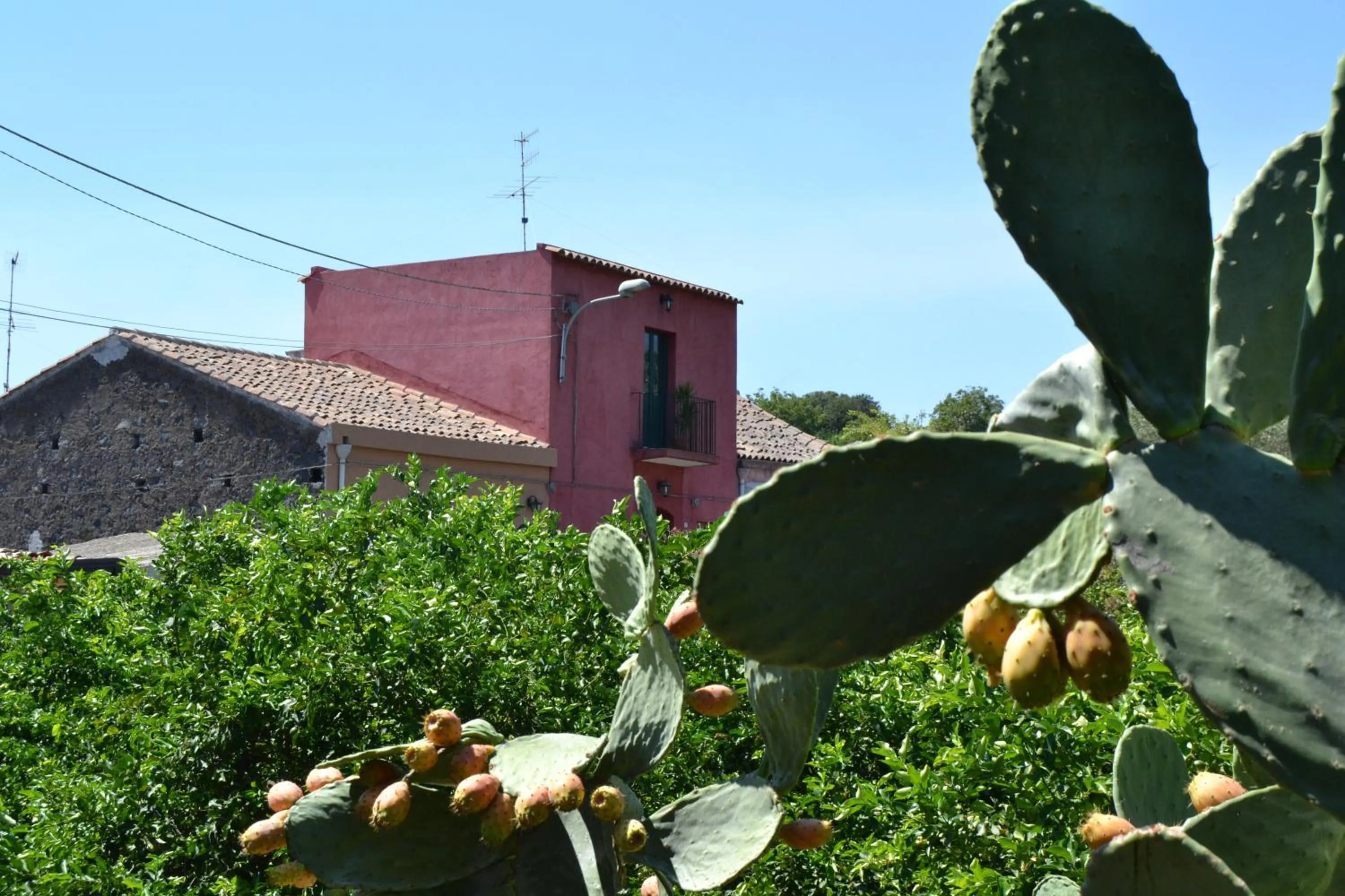 Area and facilities in B&B La Casa del Ficus