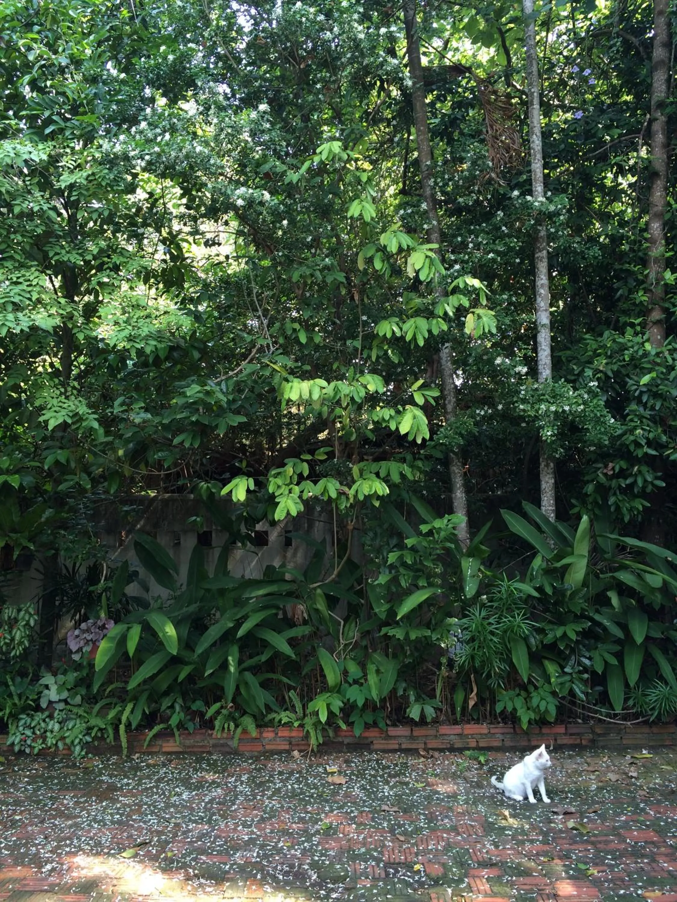 Garden in Fern House Retreat