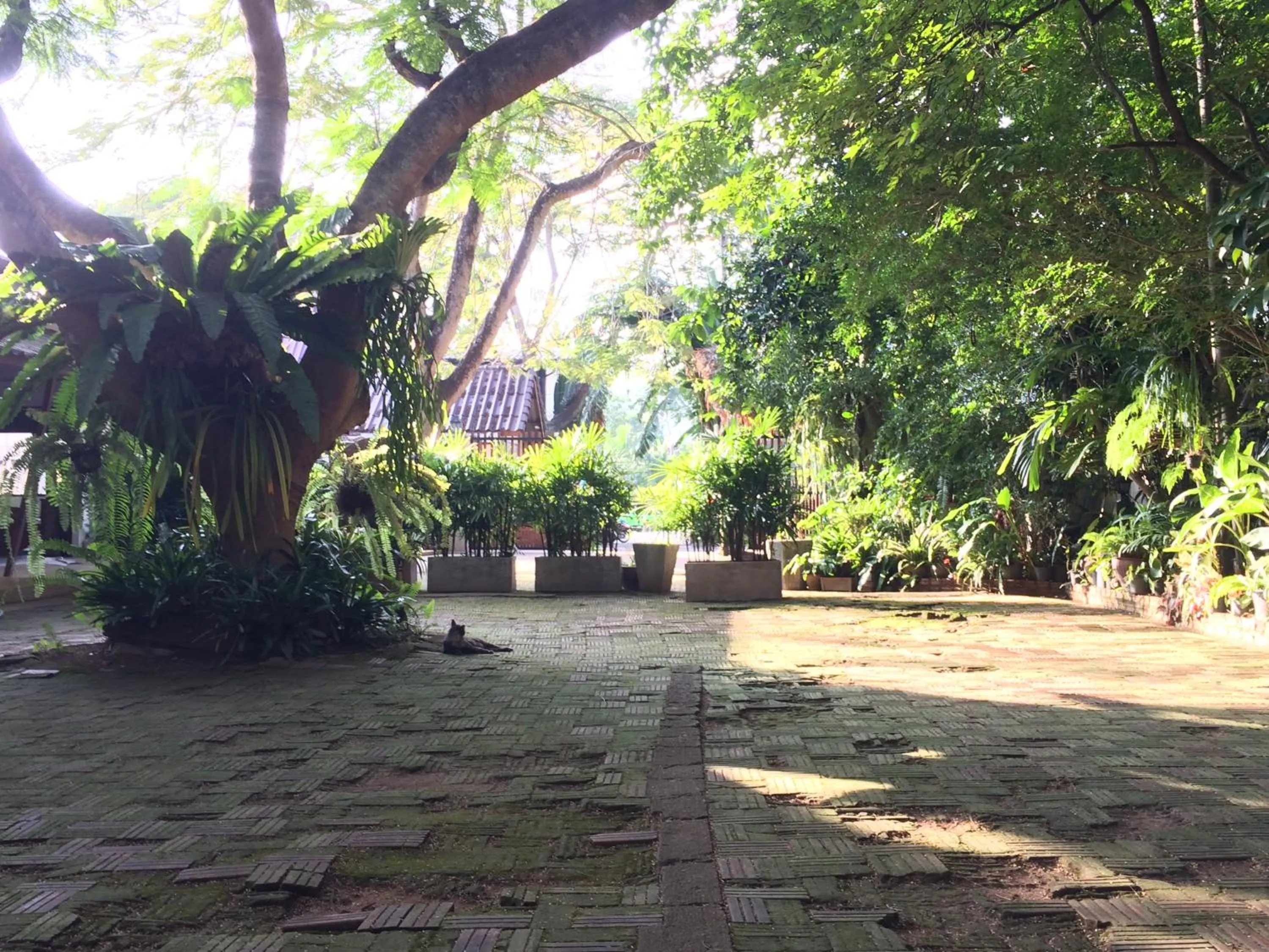 Natural landscape in Fern House Retreat