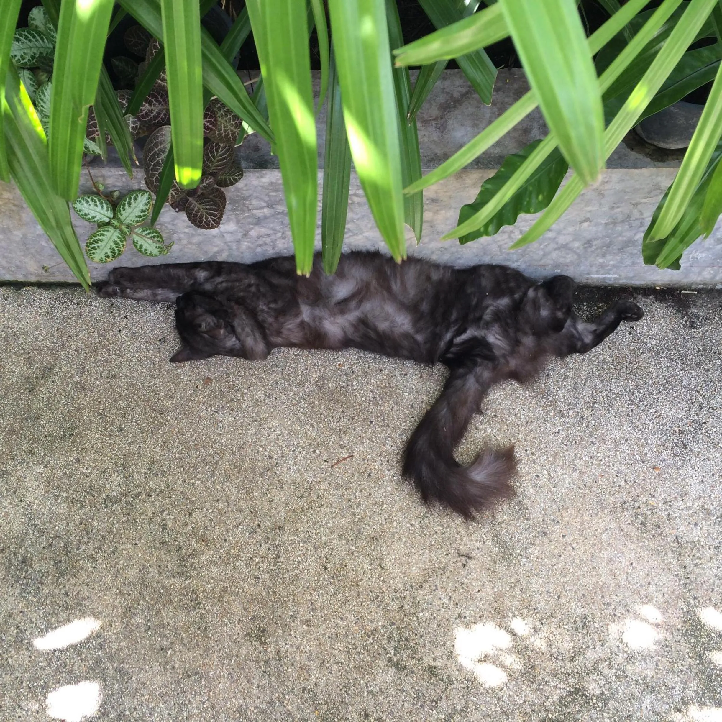 Facade/entrance in Fern House Retreat