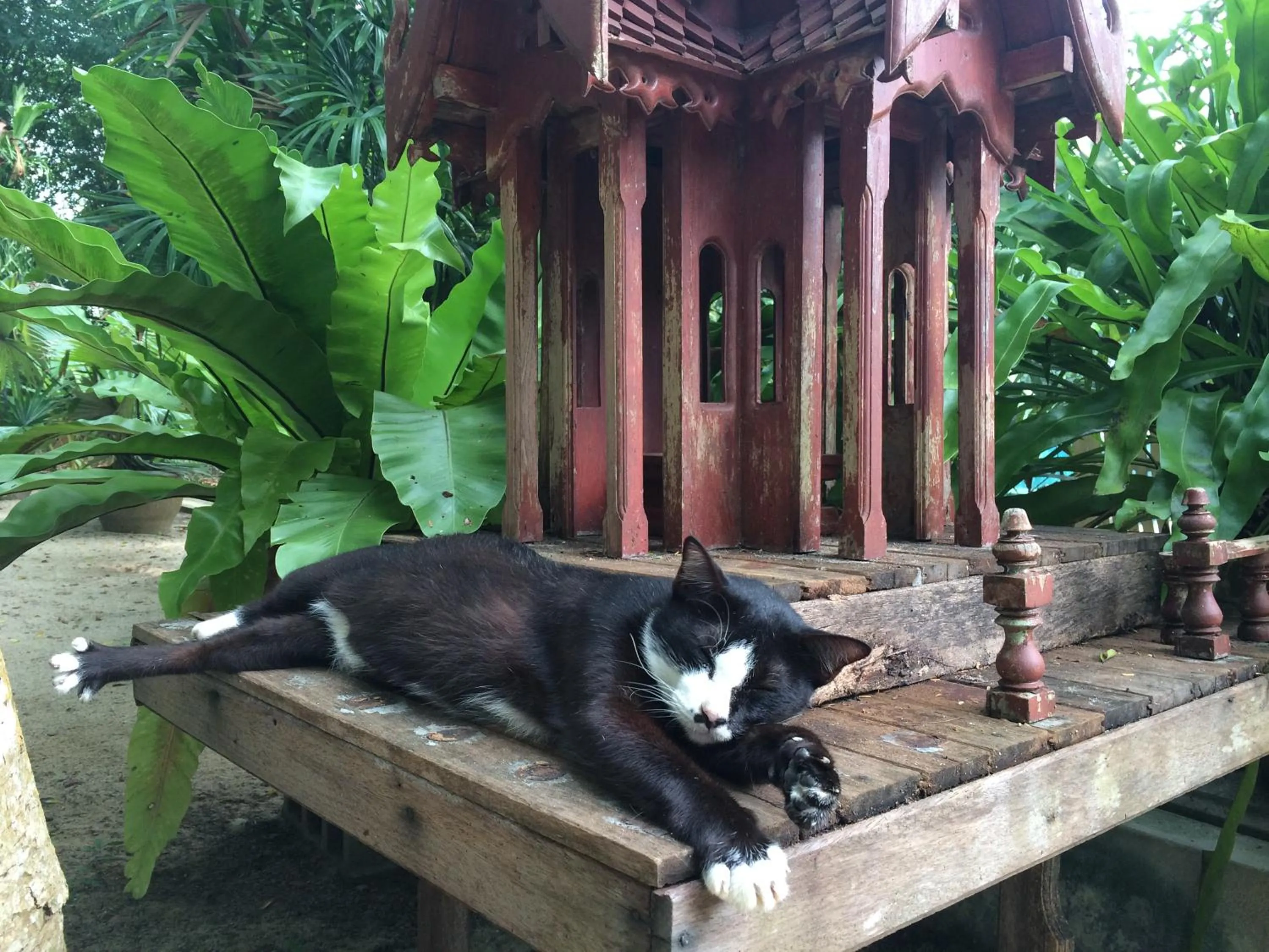 Garden in Fern House Retreat