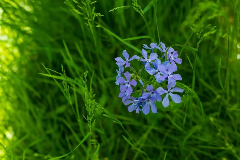 Property building in Oak Grove Bed and Breakfast