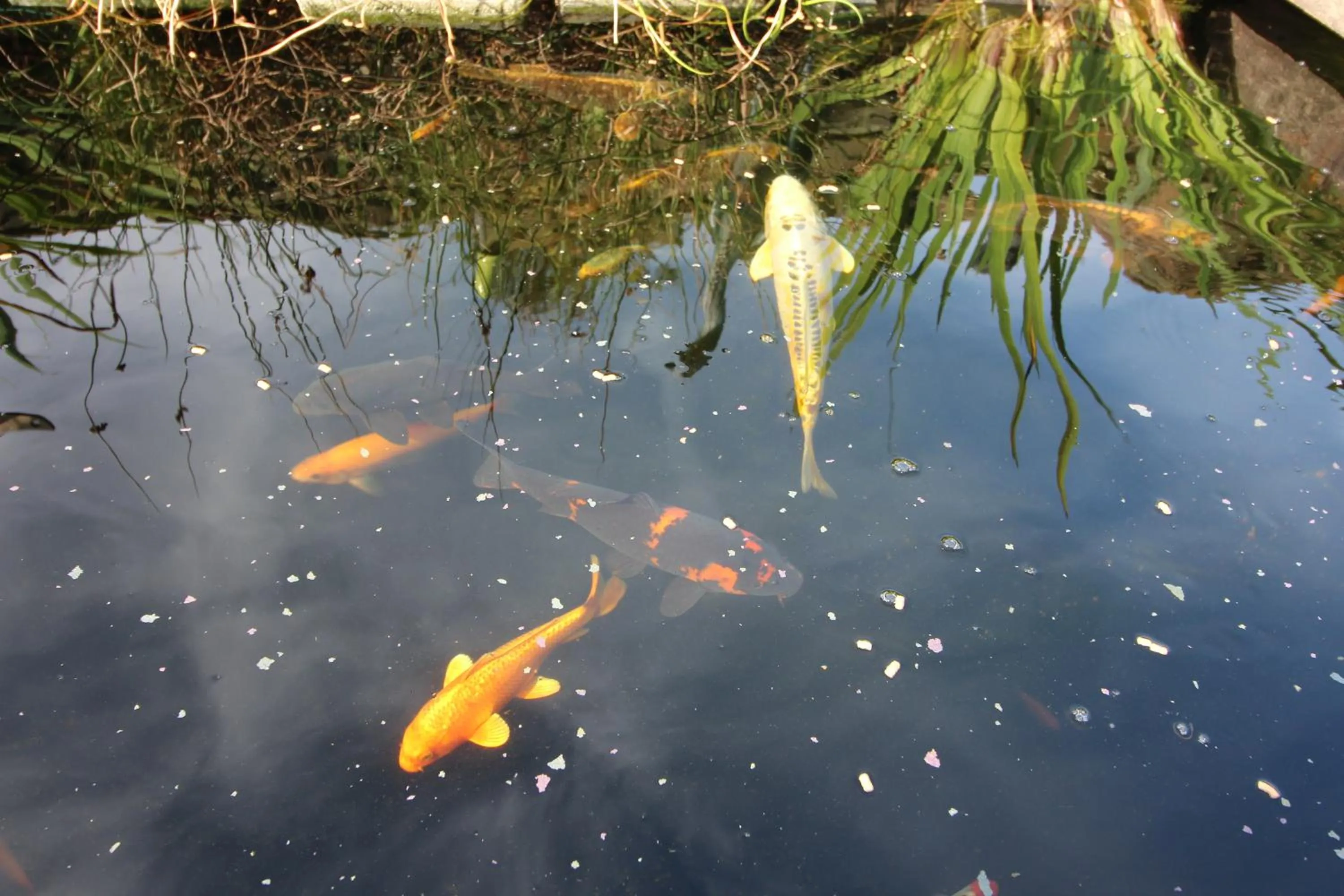 Animals in Melorne Farm Guest House