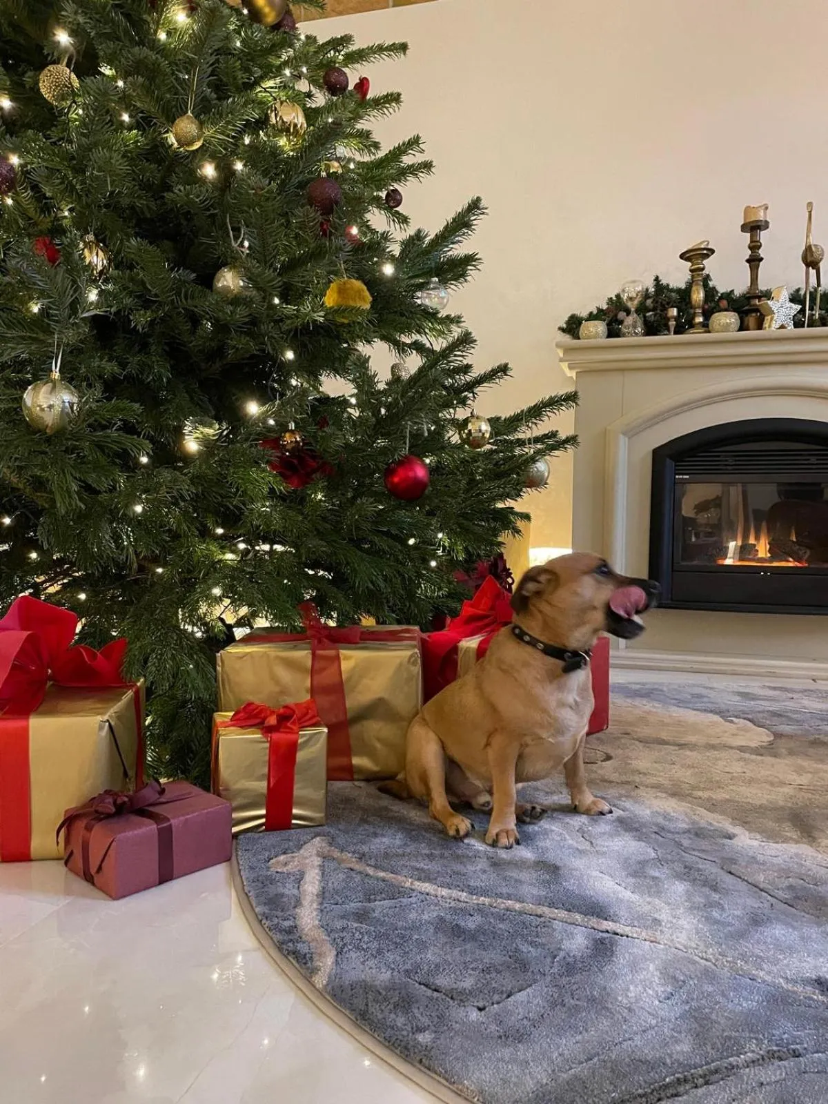 Pets in Aparthotel Amella