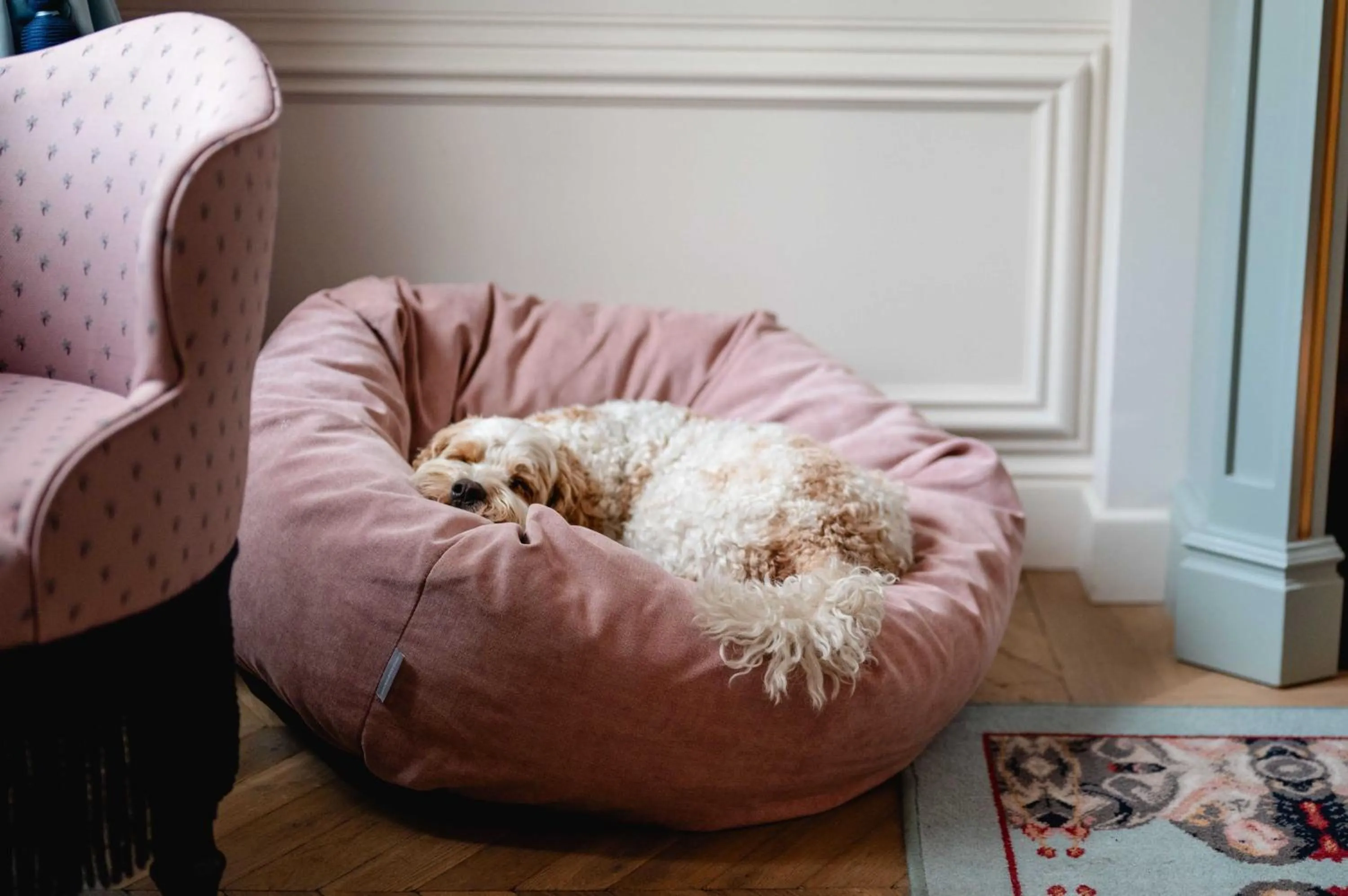 Pets in The Leo Grand