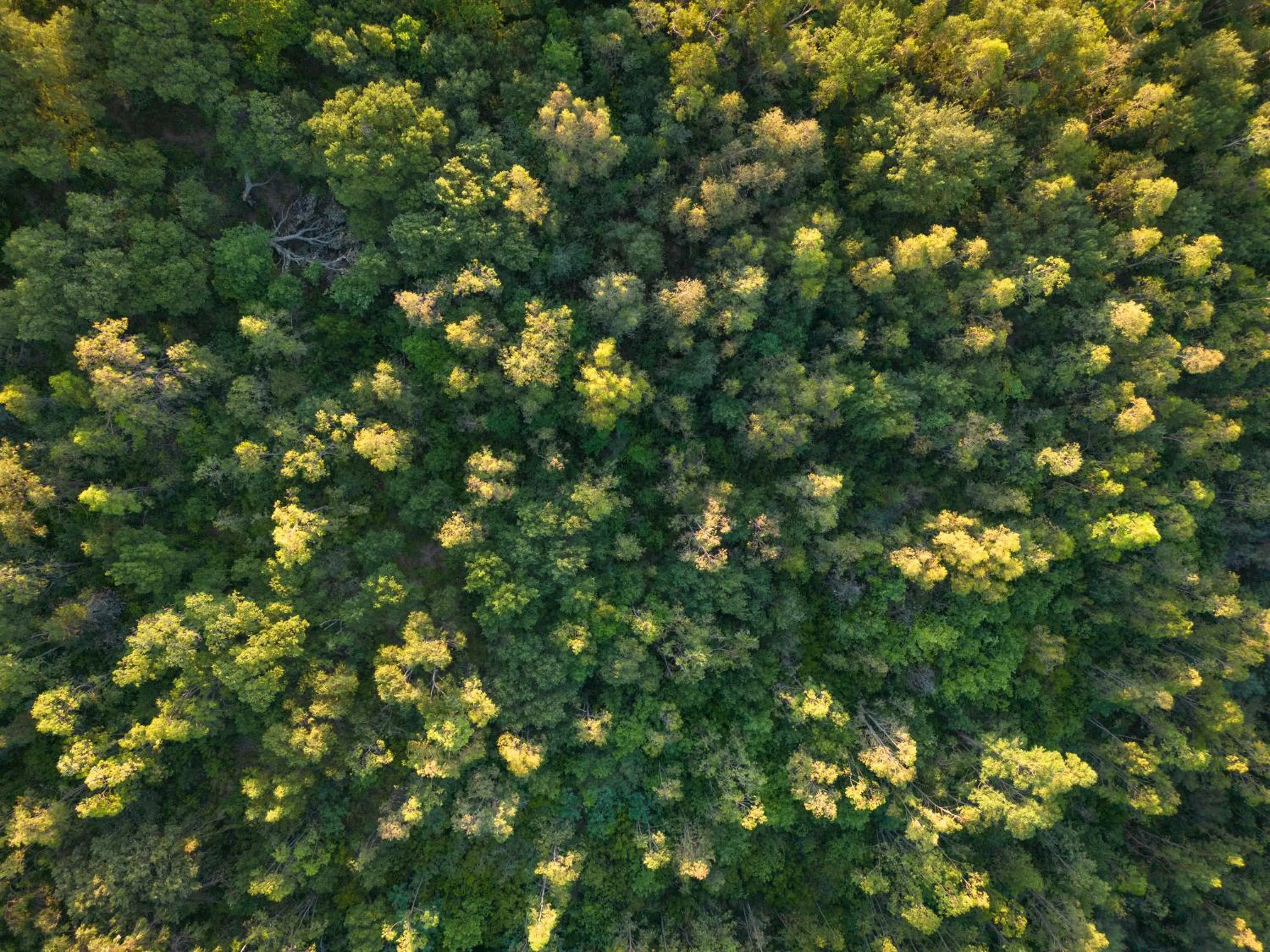 Day in Hang Loose Cottage Hotel & Resort 4 stelle Gizzeria Calabria