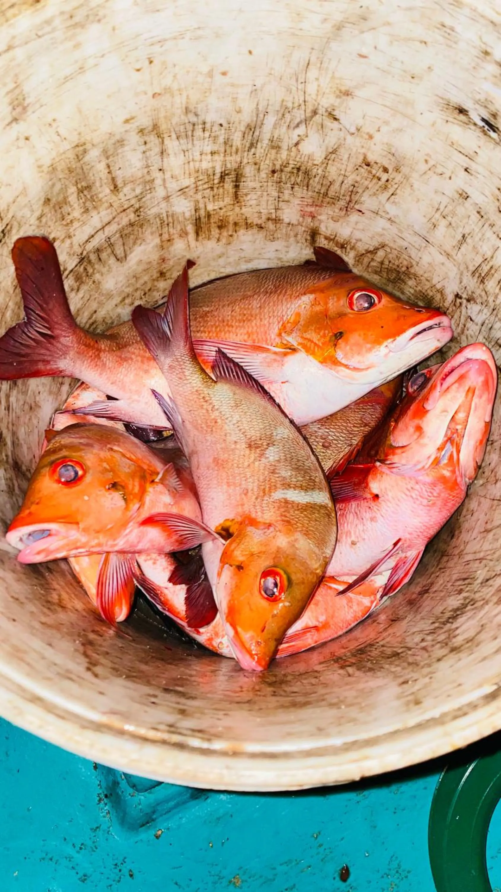 Fishing in Alimas Holiday Retreat Maldives