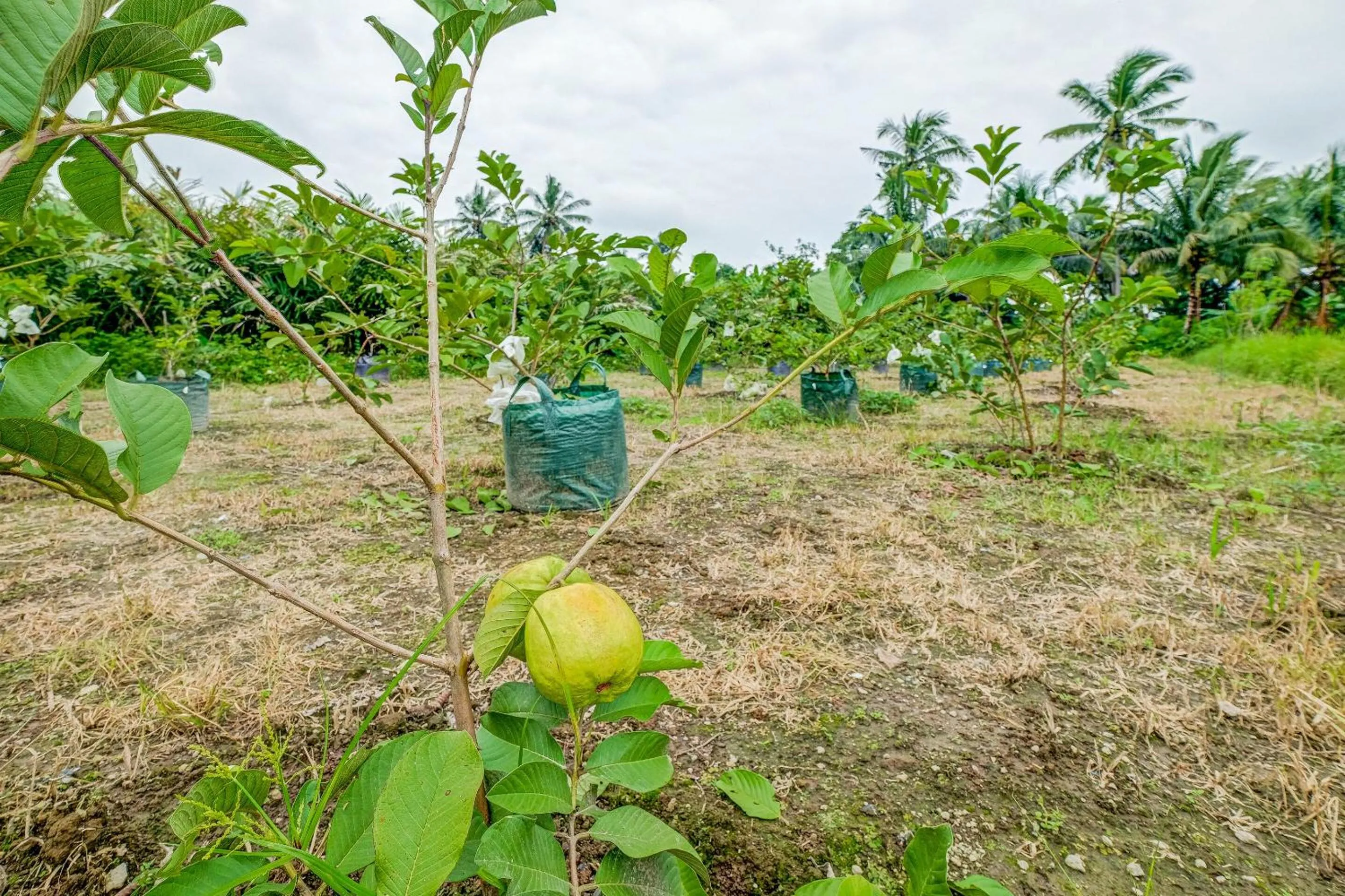 Other in OYO Homes 90987 Desa Wisata Gabugan Syariah