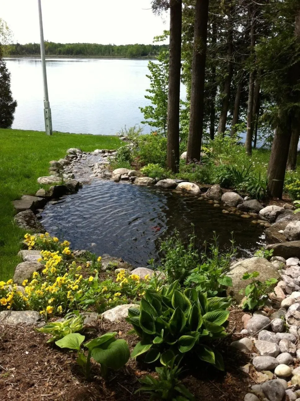 Windswept on the Trent