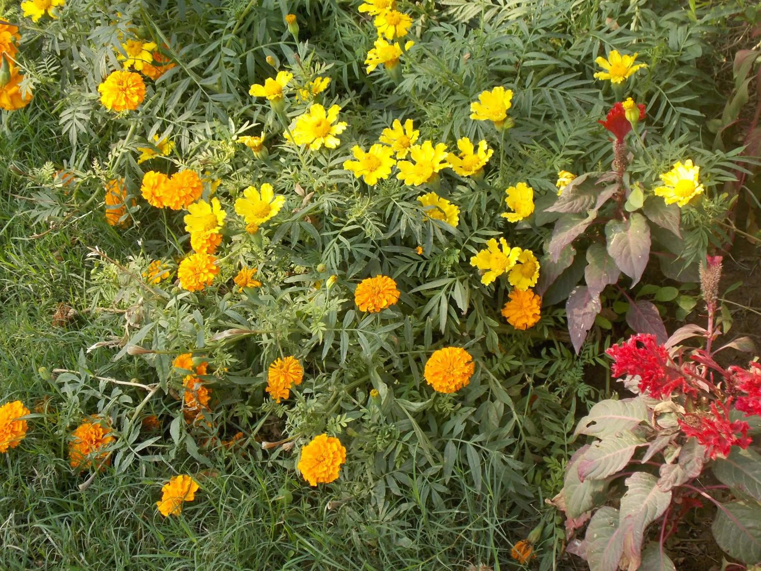 Hotel Goverdhan Tourist Complex