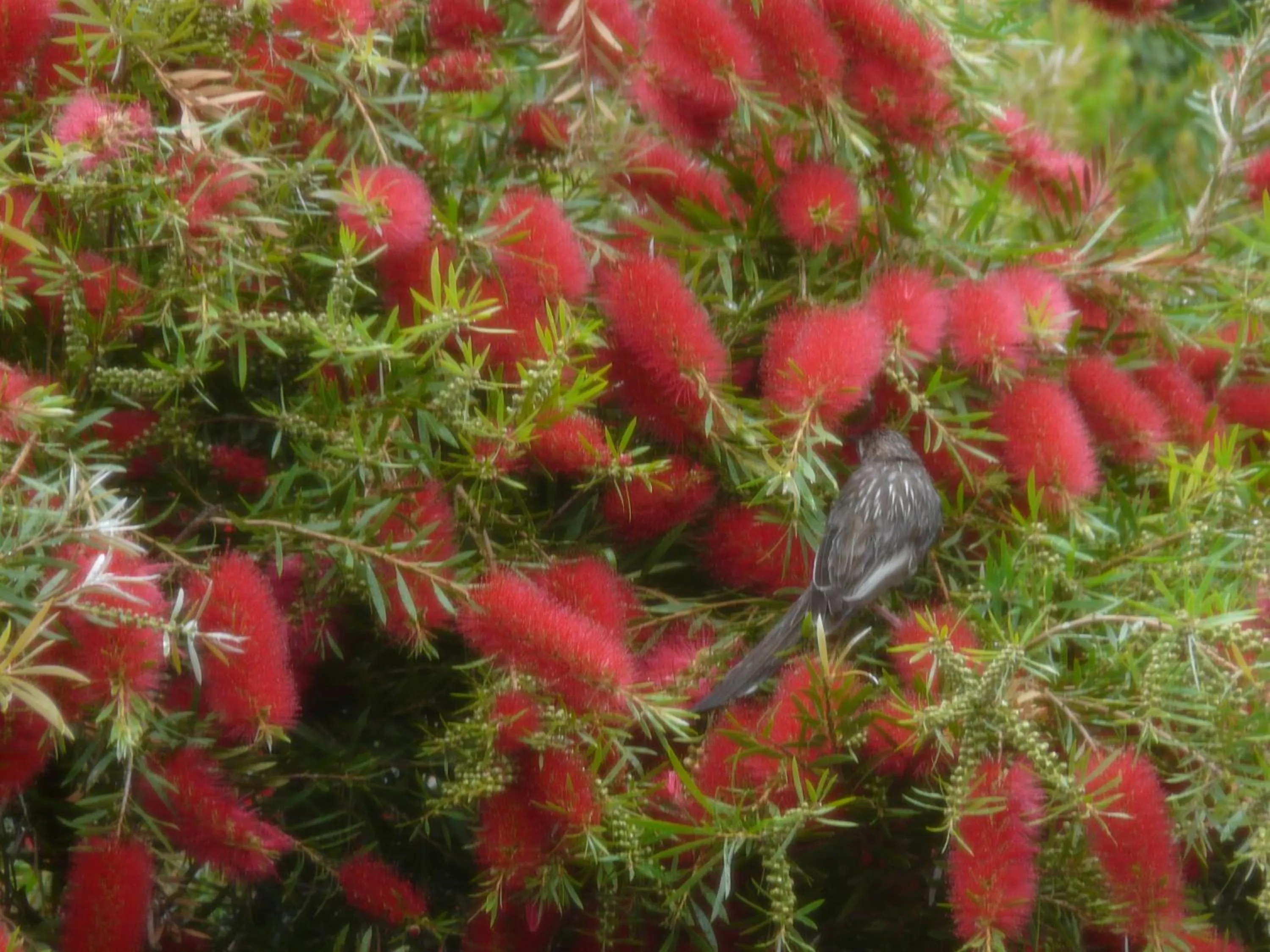 Facade/entrance in Avoca Cottages VICTORIA