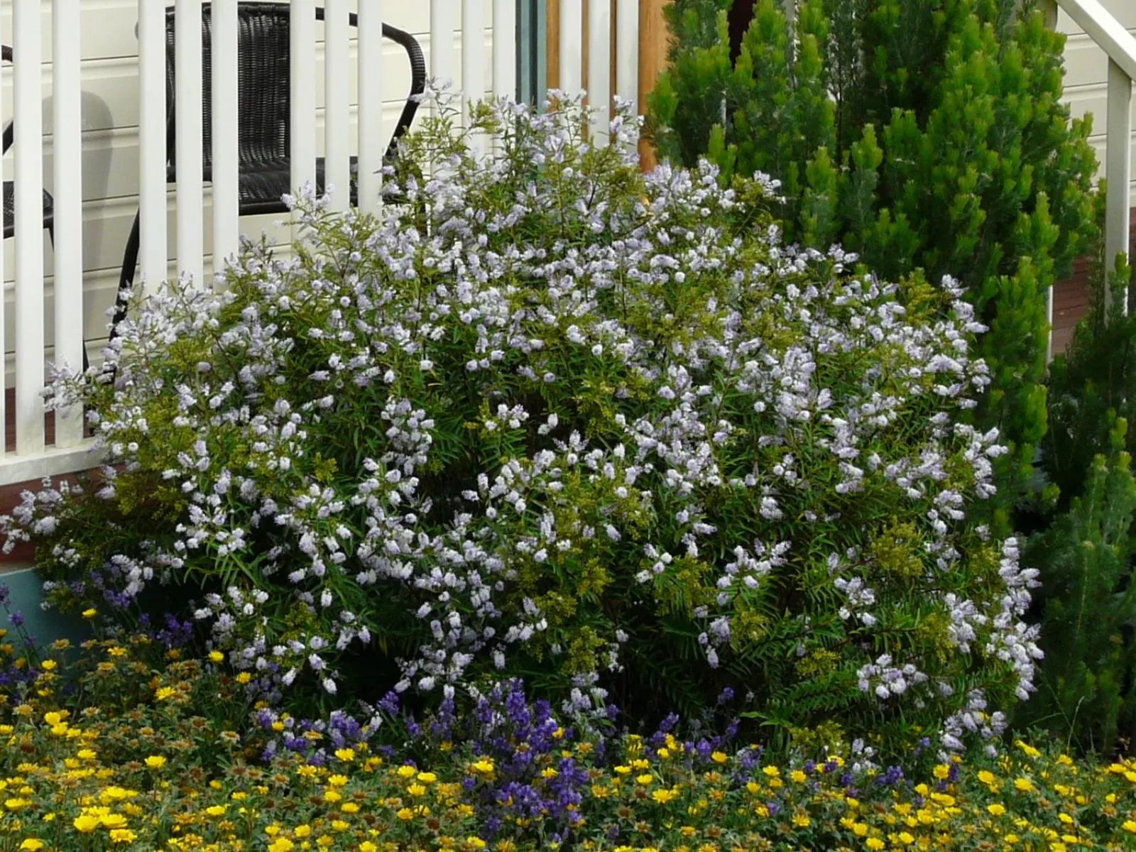 Facade/entrance in Avoca Cottages VICTORIA