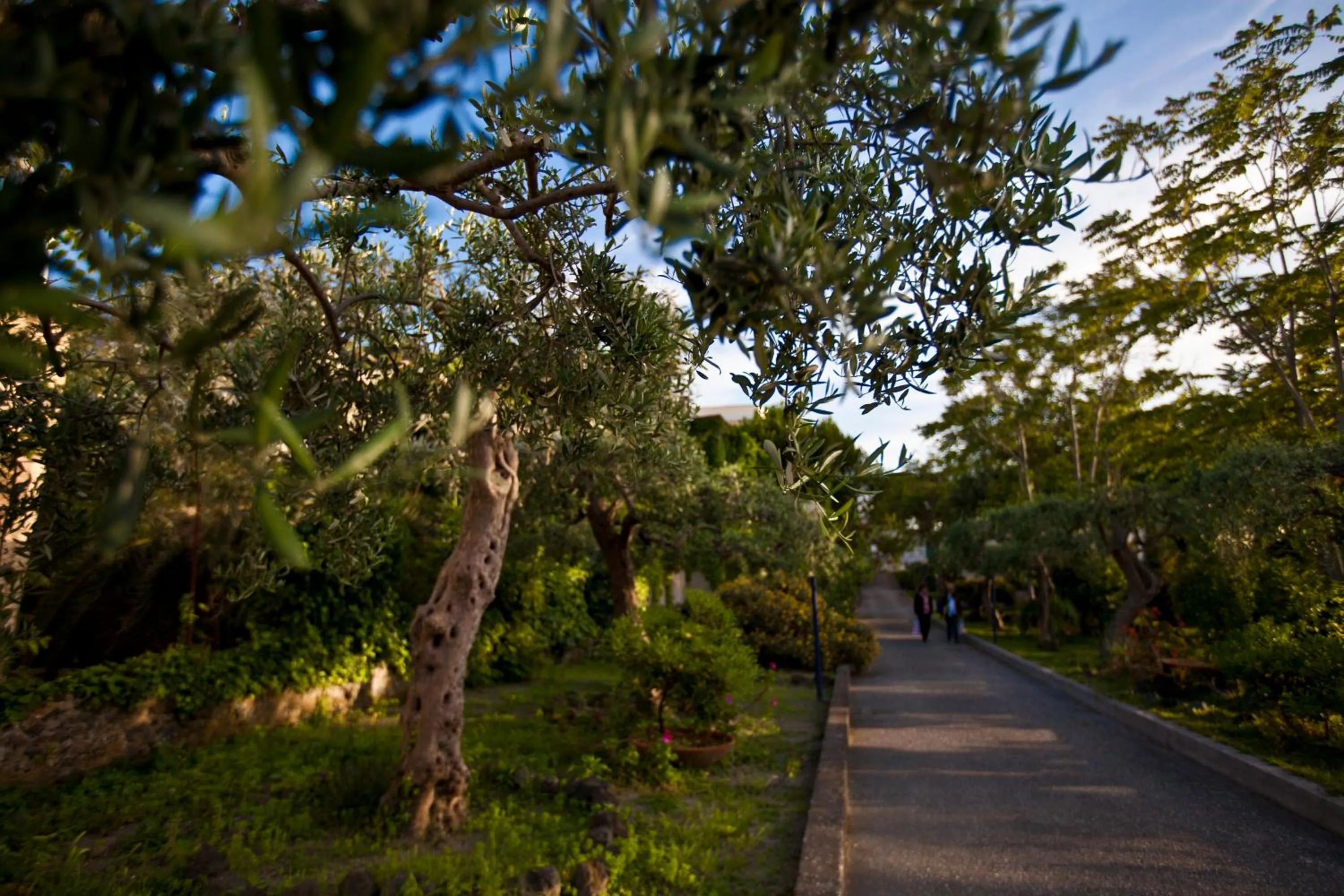 Garden in Hotel Terme Alexander