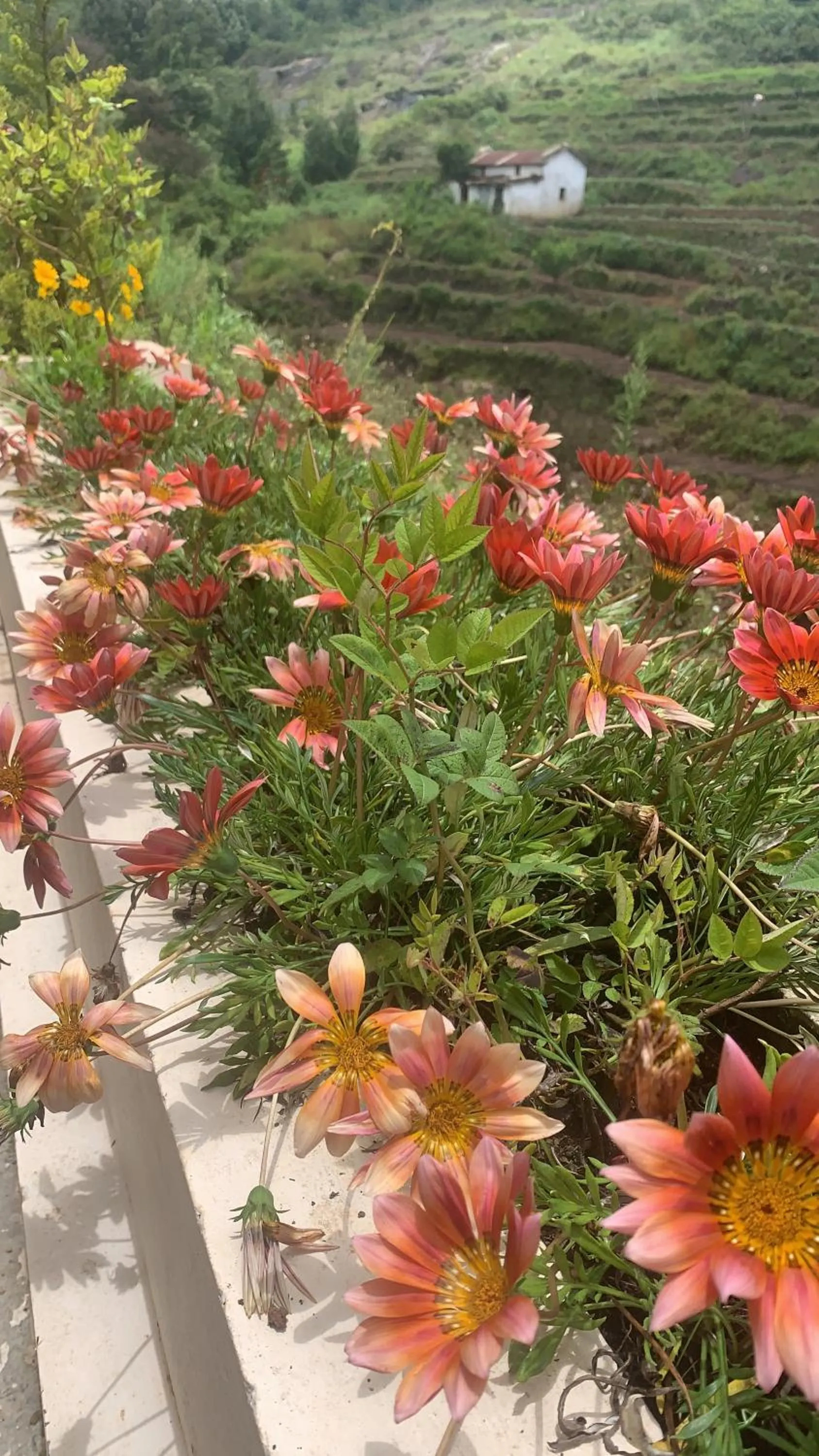 Garden in Bogar Palace Kodaikanal