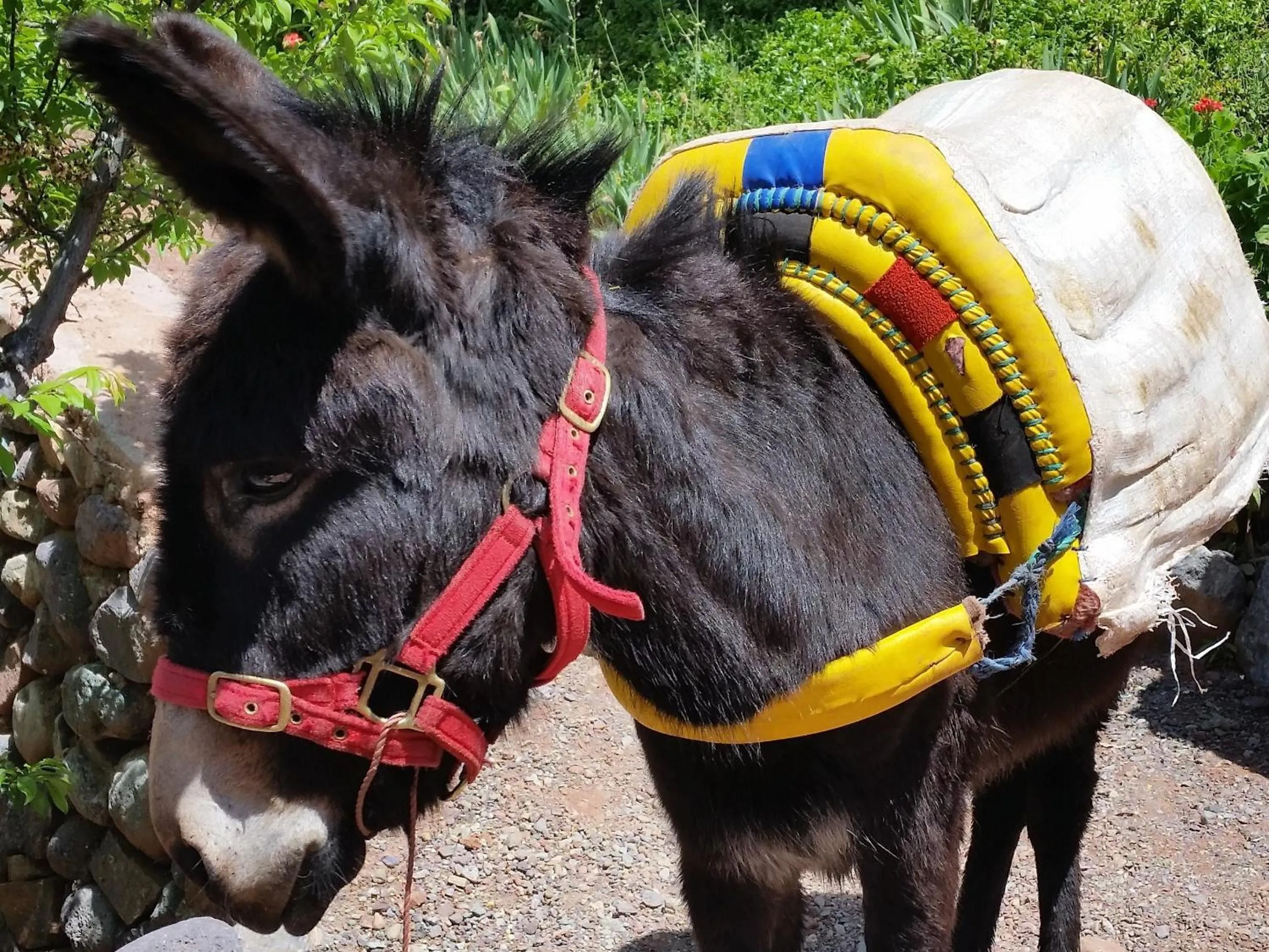 Activities in Kasbah Africa - High Atlas Dark Sky & Nature Lodge