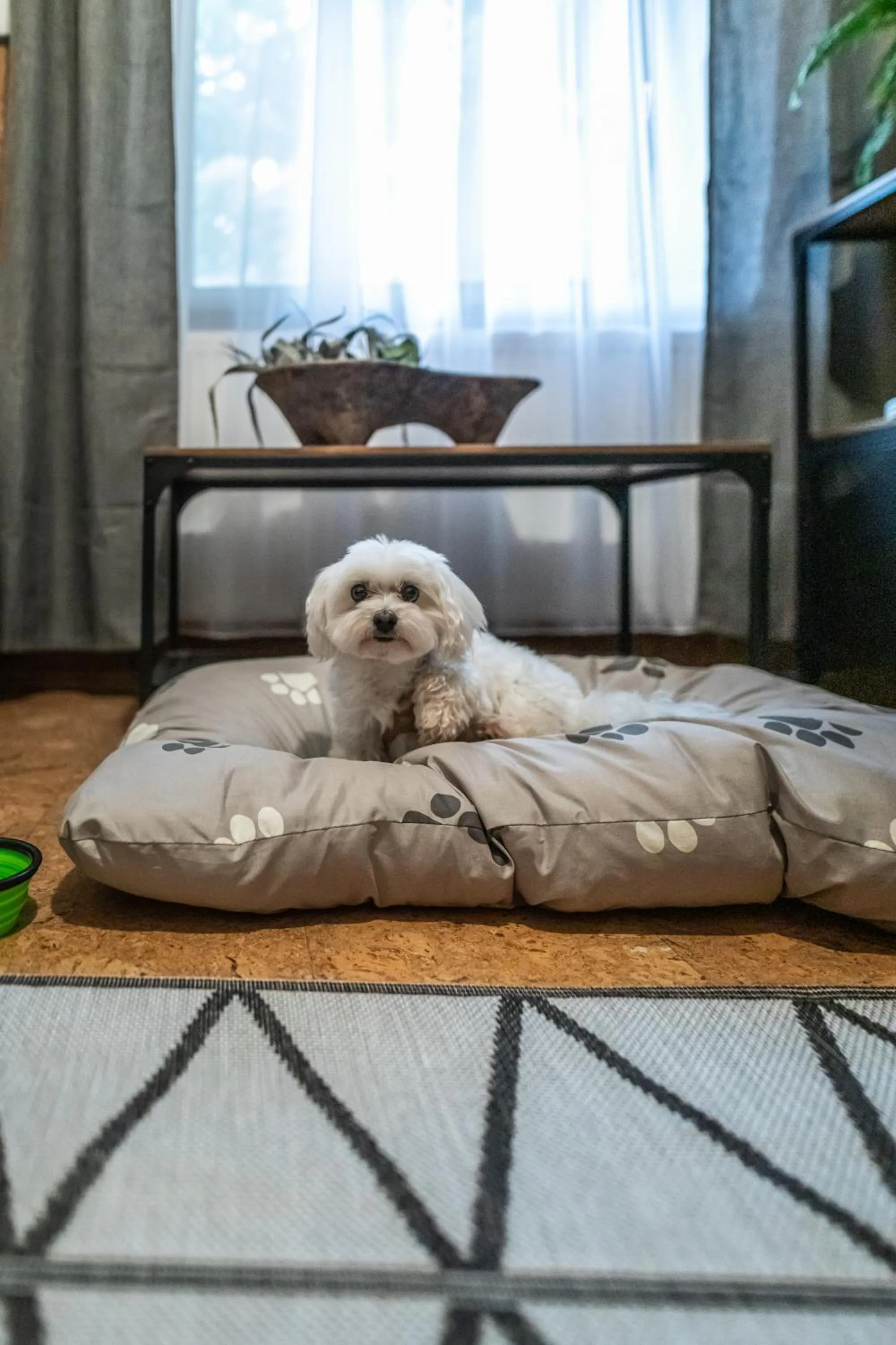 Pets, Bed in 4 Évszak Völgyhotel