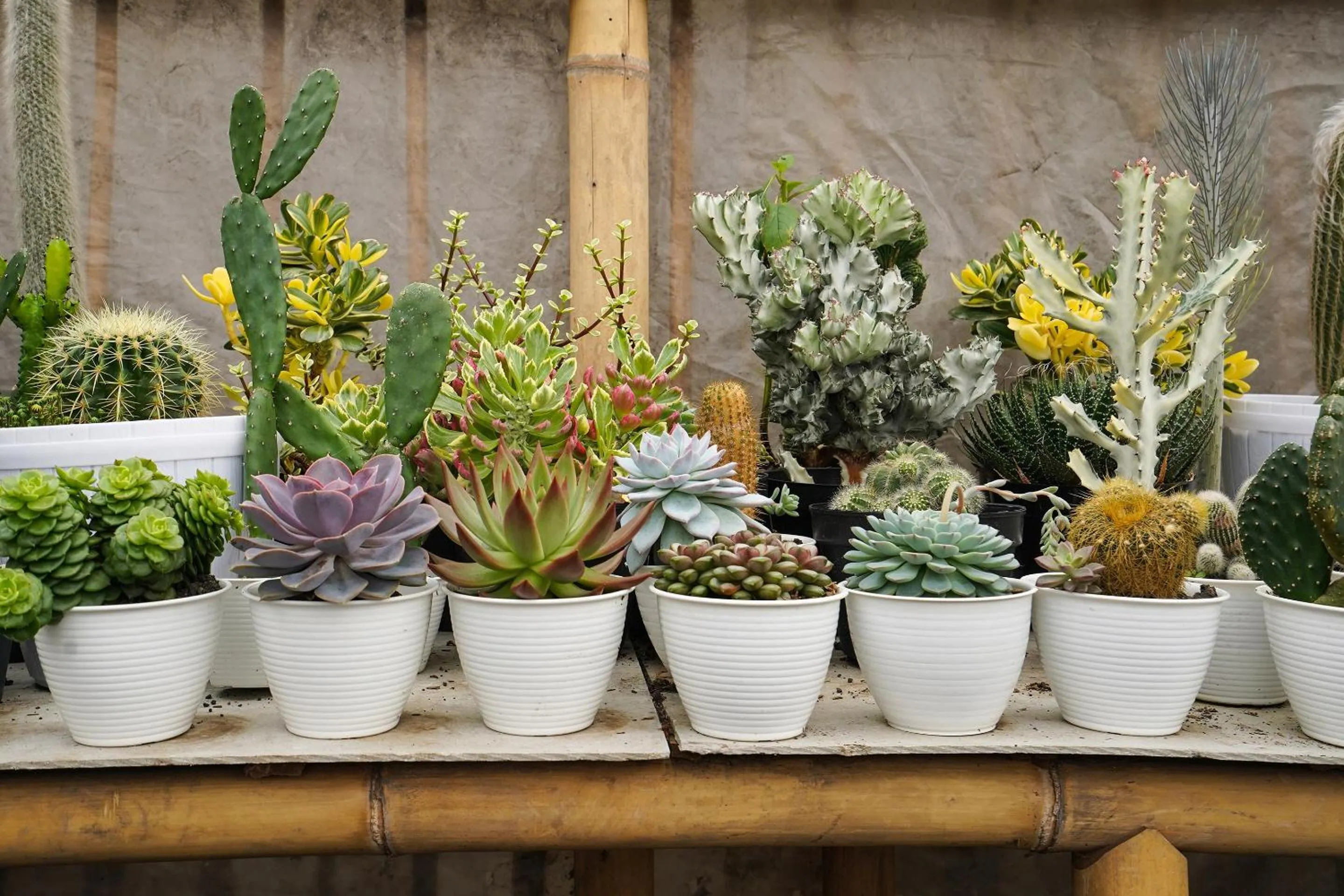 Other in OYO Homes 91006 Eco Tourism Desa Cibodas Areng 5 Syariah