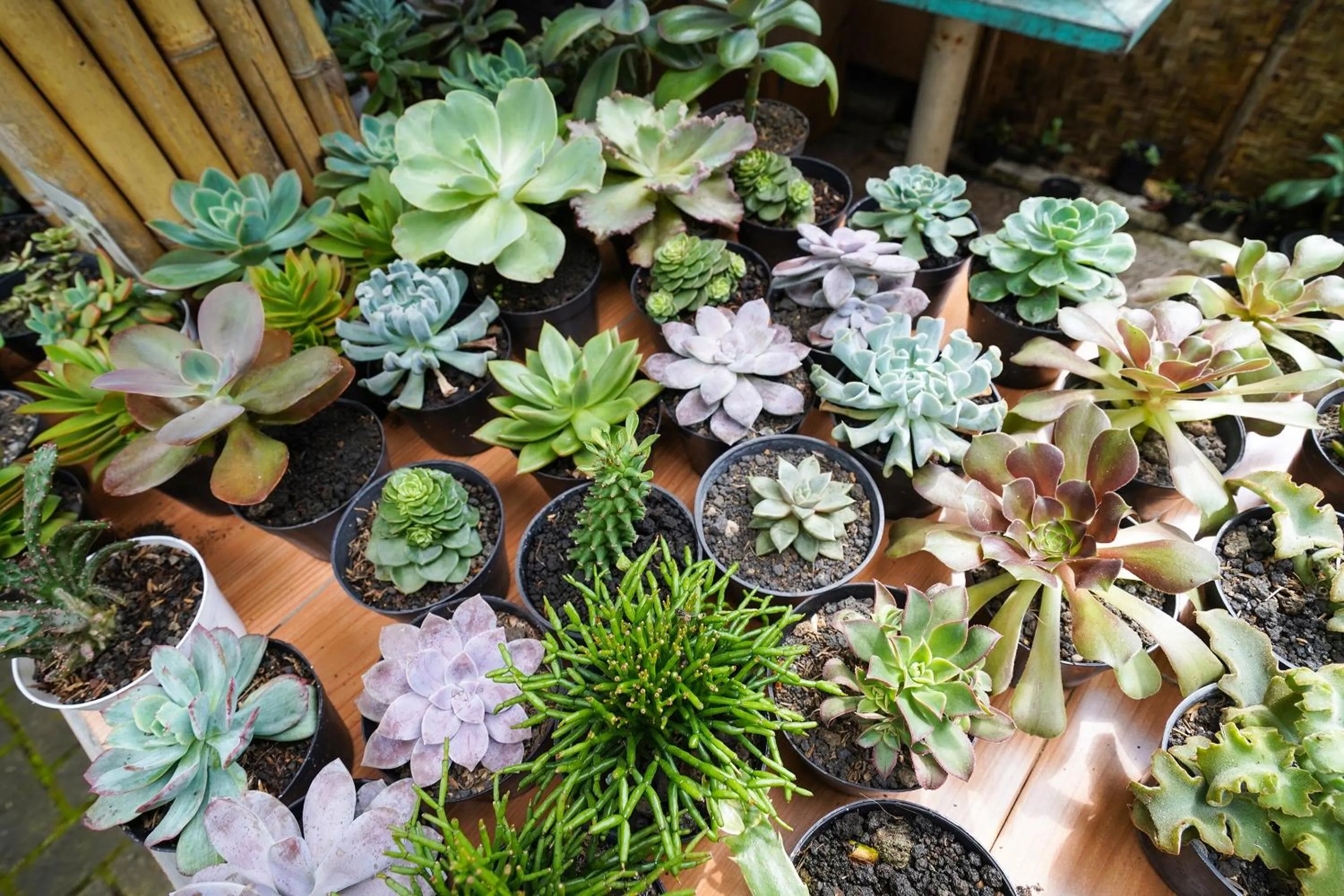 Other in OYO Homes 91006 Eco Tourism Desa Cibodas Areng 5 Syariah