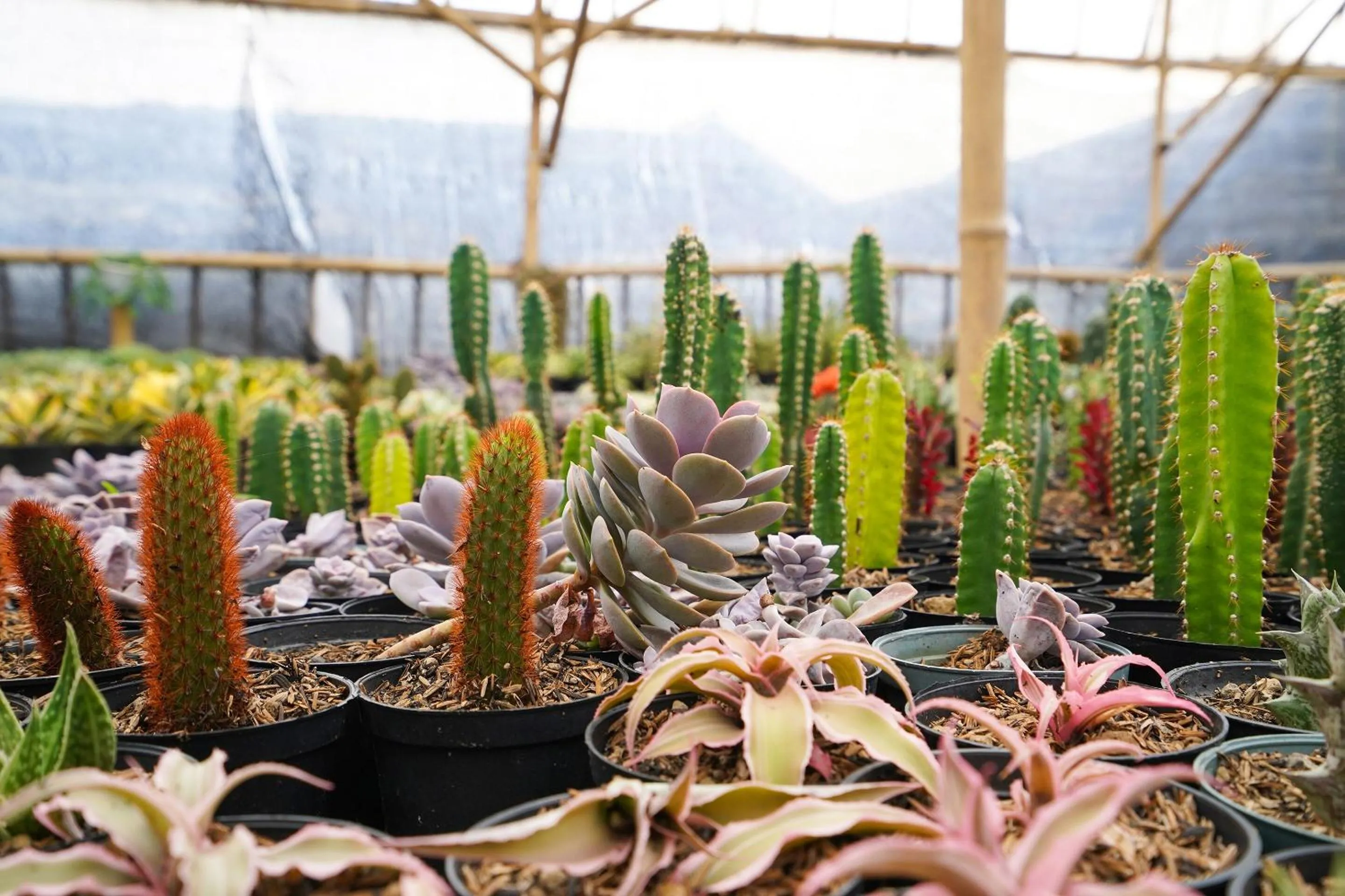 Other in OYO Homes 91006 Eco Tourism Desa Cibodas Areng 5 Syariah