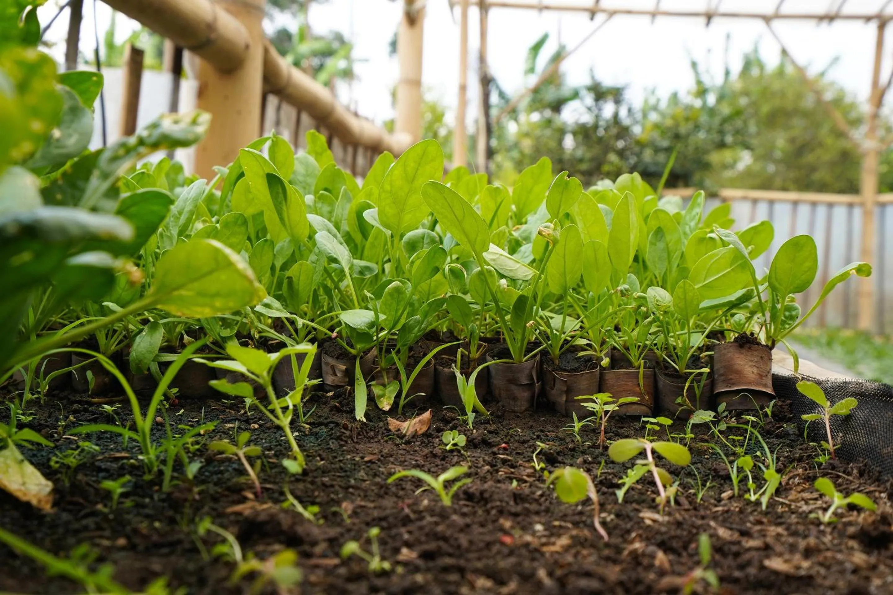 Other in OYO Homes 91006 Eco Tourism Desa Cibodas Areng 5 Syariah