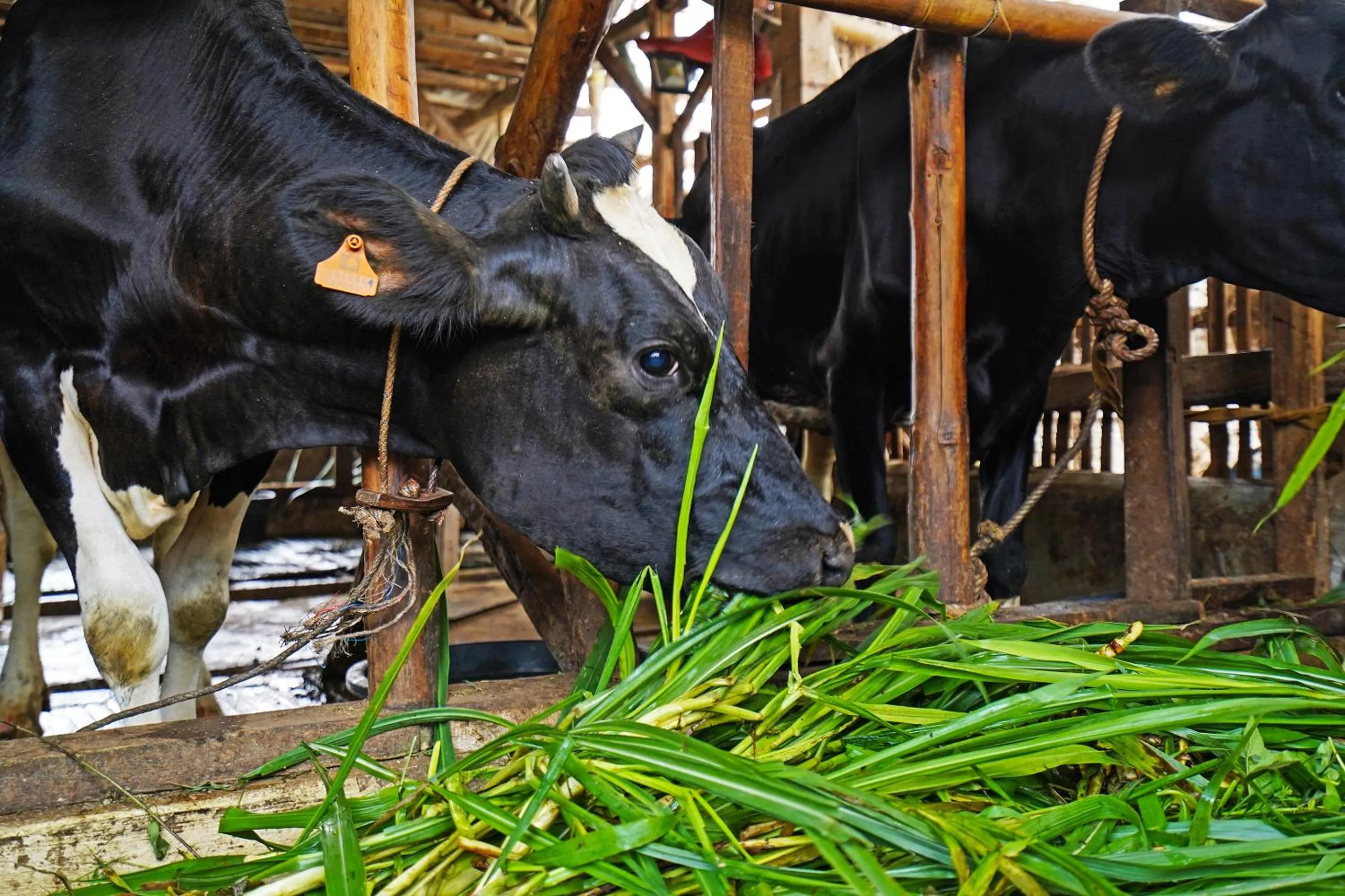 Other in OYO Homes 91006 Eco Tourism Desa Cibodas Areng 5 Syariah