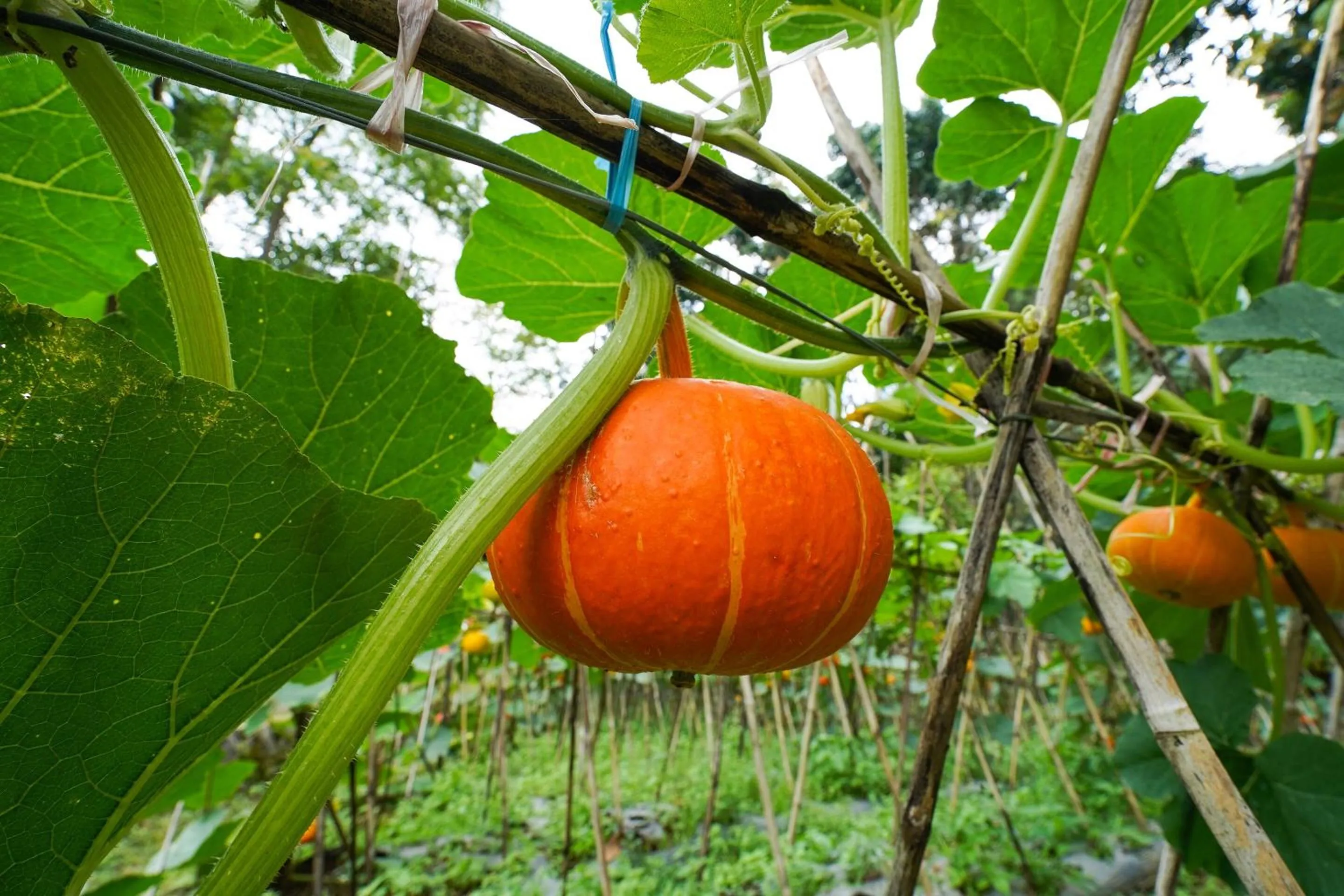 Other in OYO Homes 91006 Eco Tourism Desa Cibodas Areng 5 Syariah