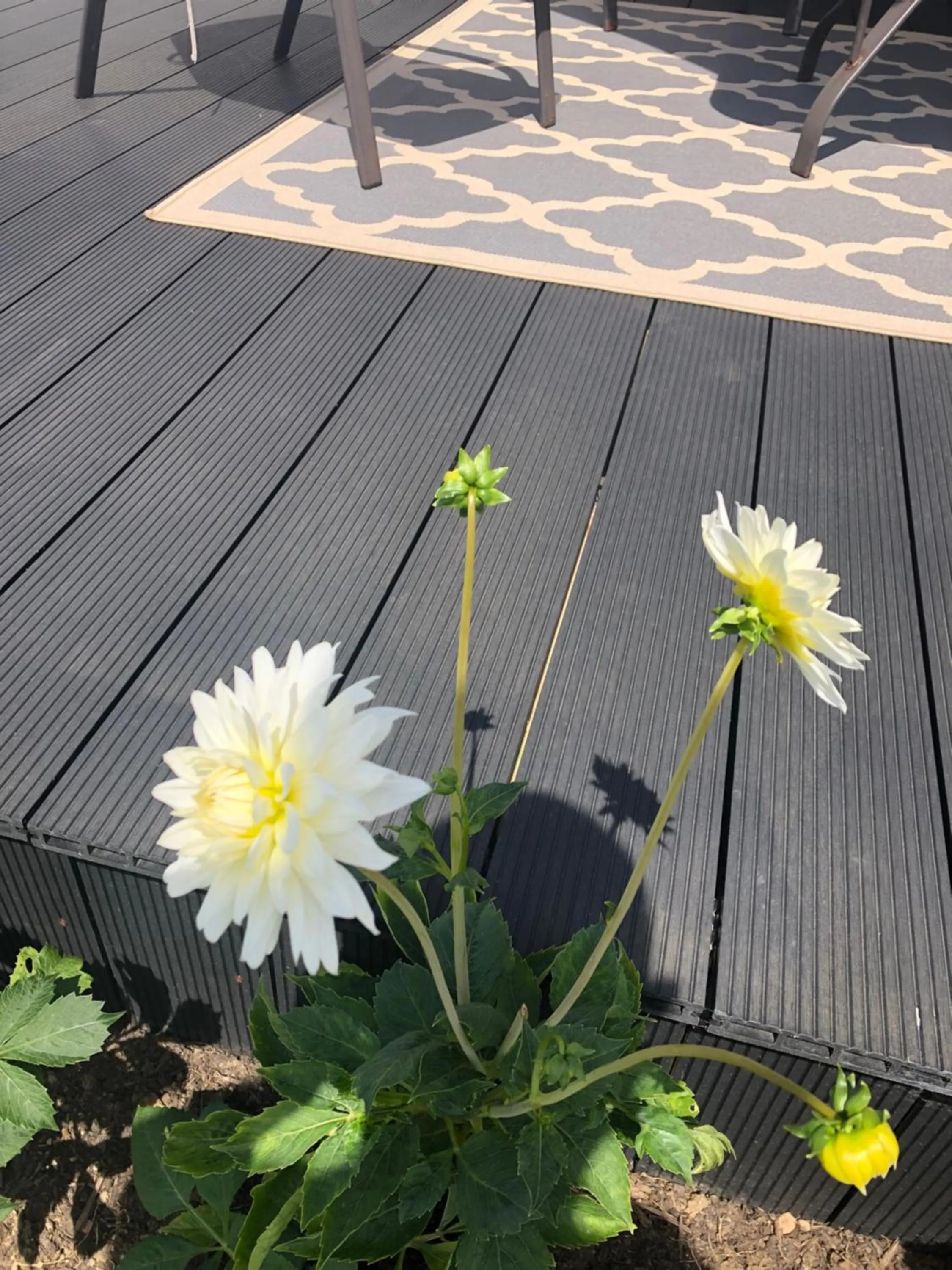 Garden in Seacrest B&B