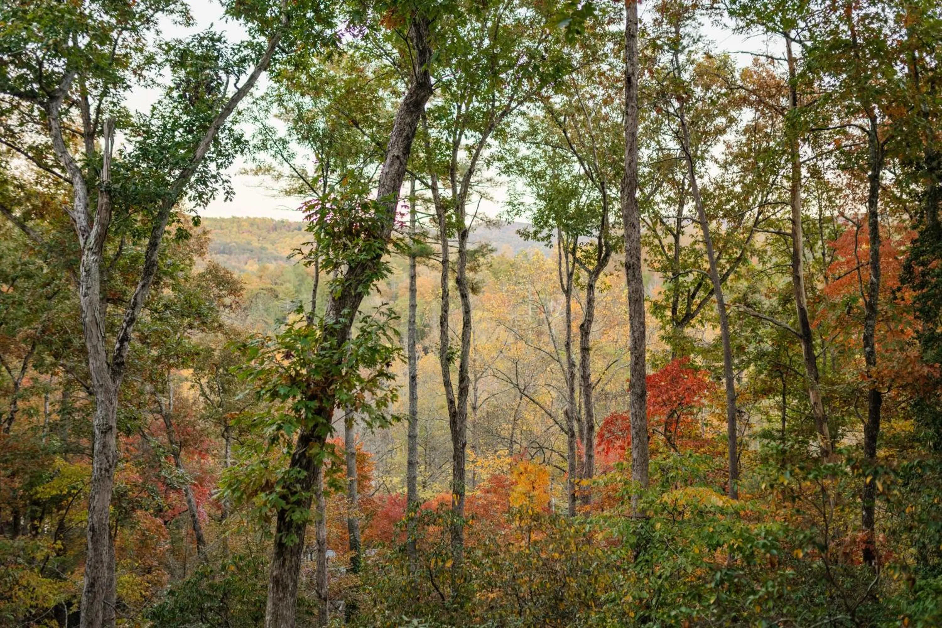 Log Cabin with Mountain View and Privacy