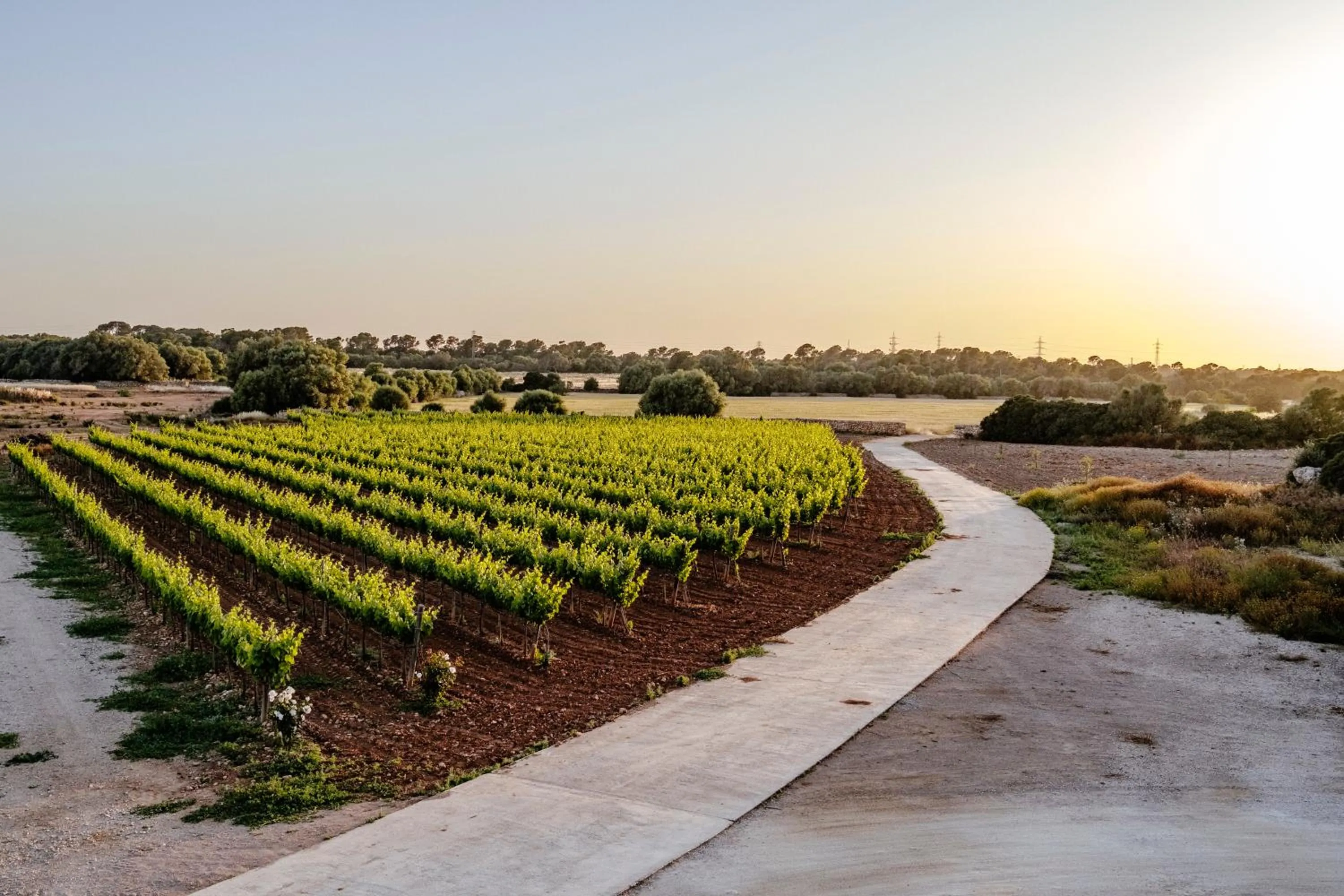 Garden view in Finca Gomera - Agroturismo Hotel