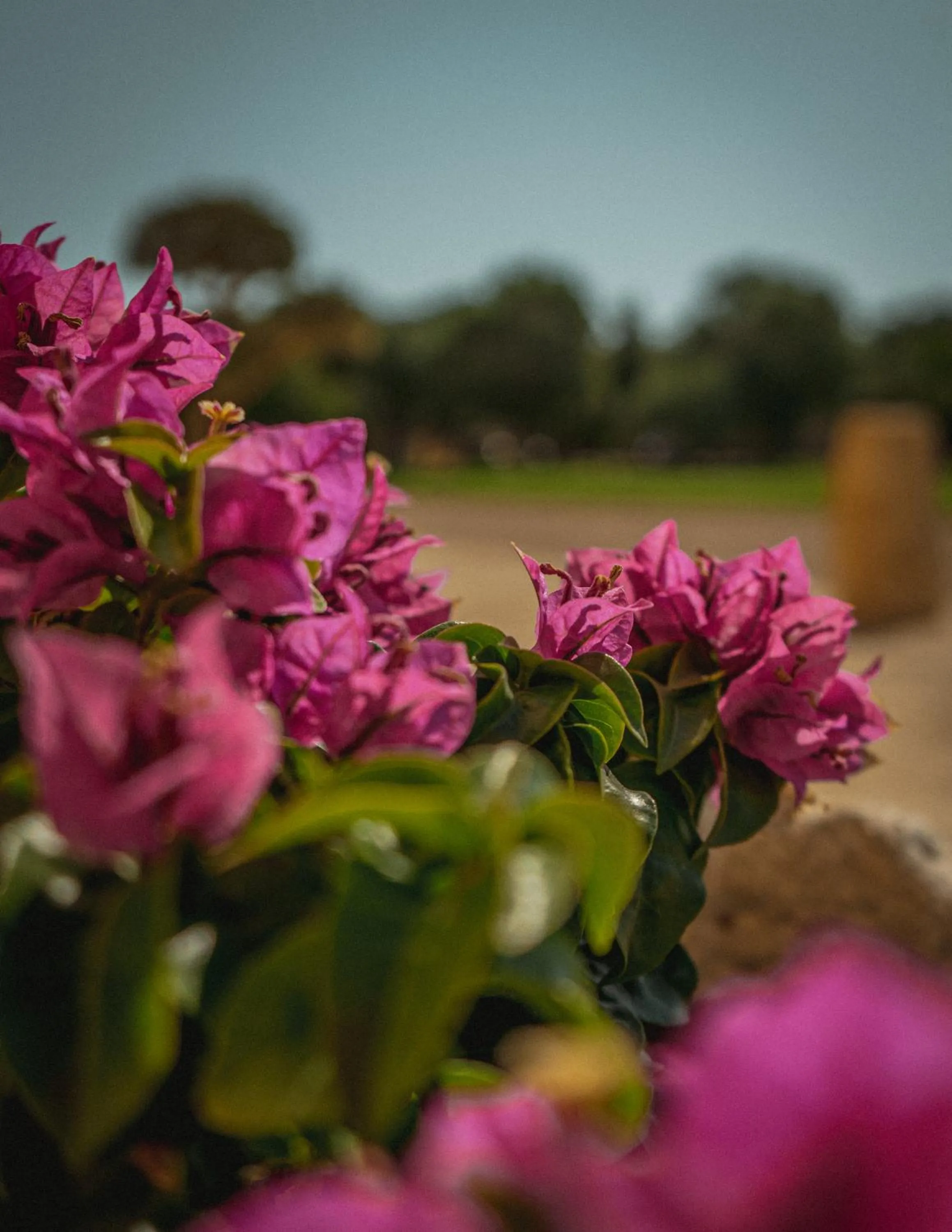 Garden in Finca Gomera - Agroturismo Hotel