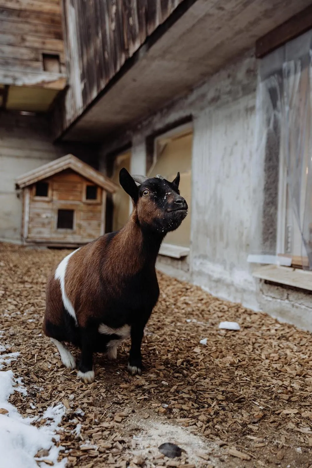 Animals in Biohof Ebengut