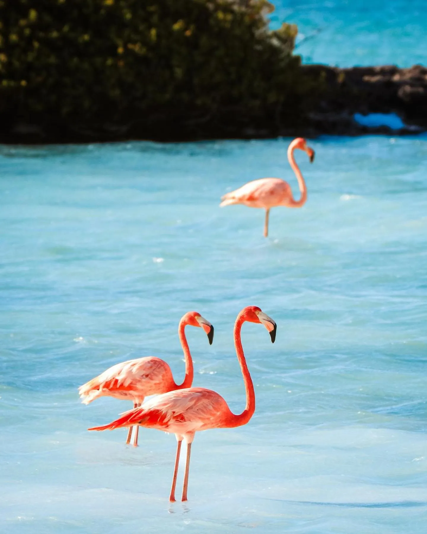 Bloozz resort Bonaire