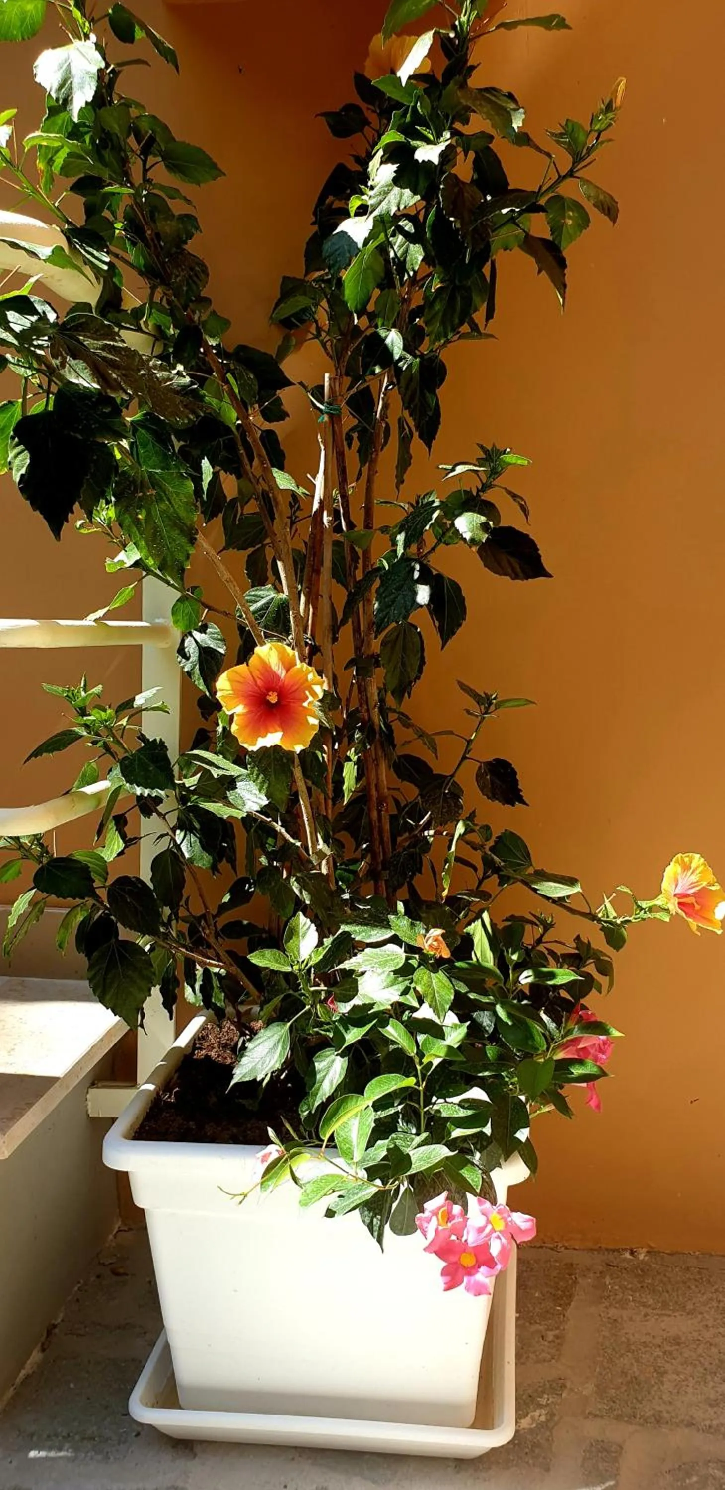 Property building in Casa Dominova de Luxe