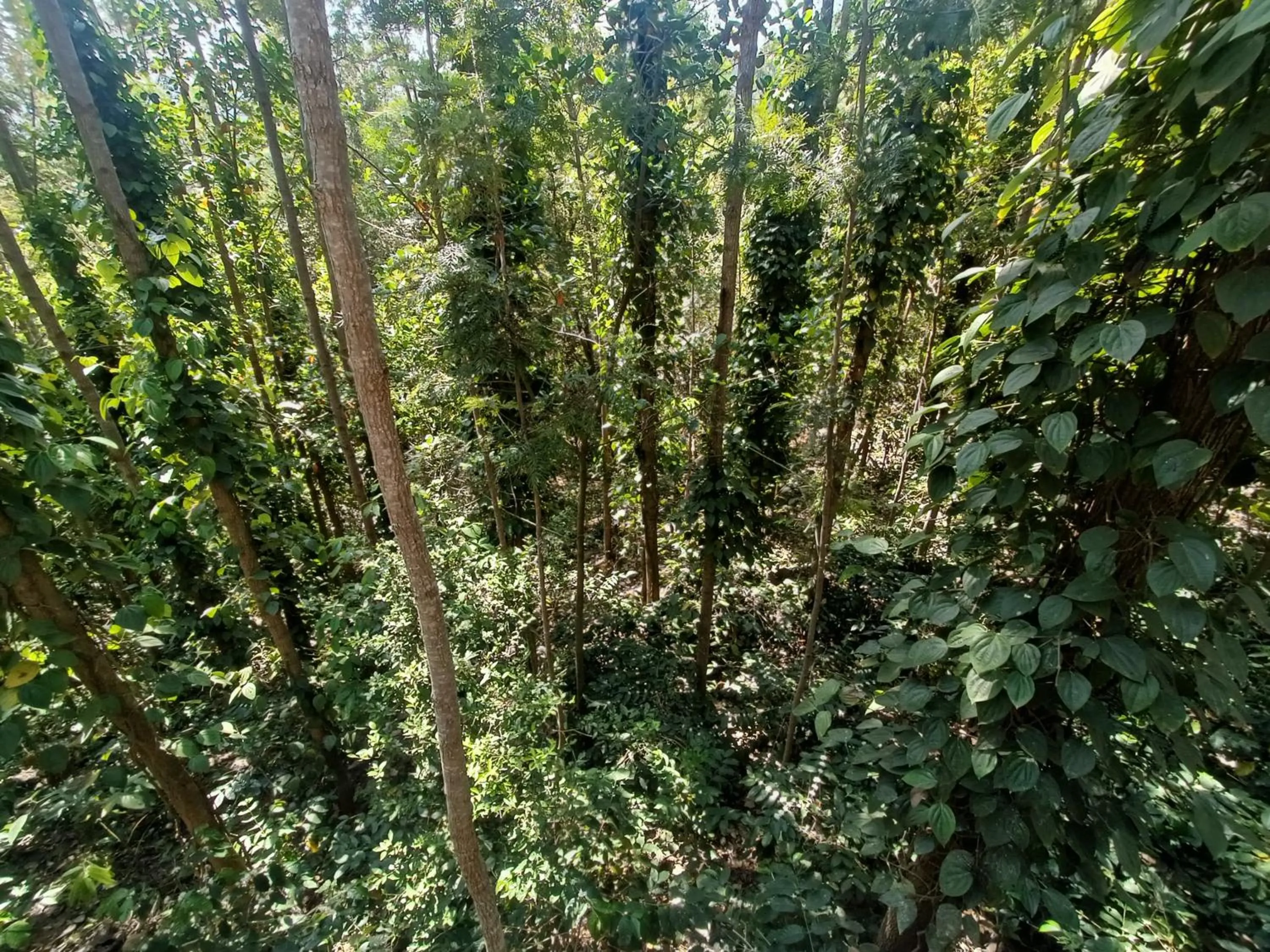 Natural landscape in Bhavan Resorts