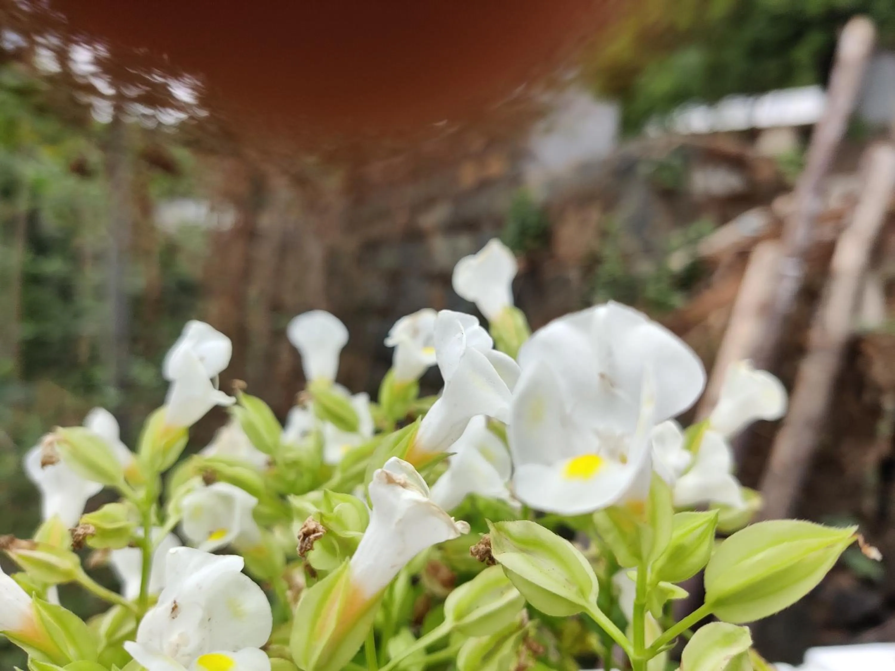 Garden in Bhavan Resorts