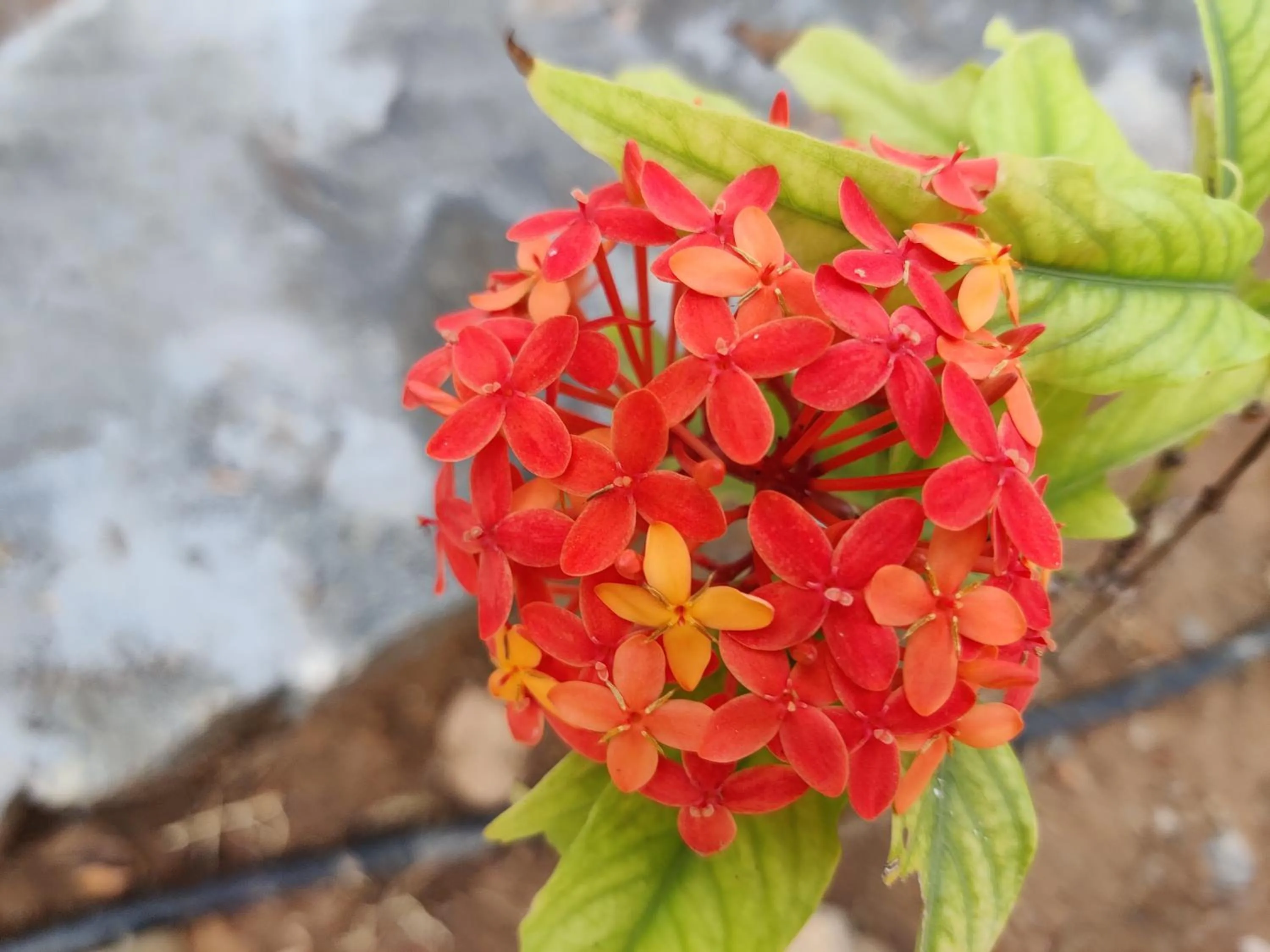 Garden in Bhavan Resorts