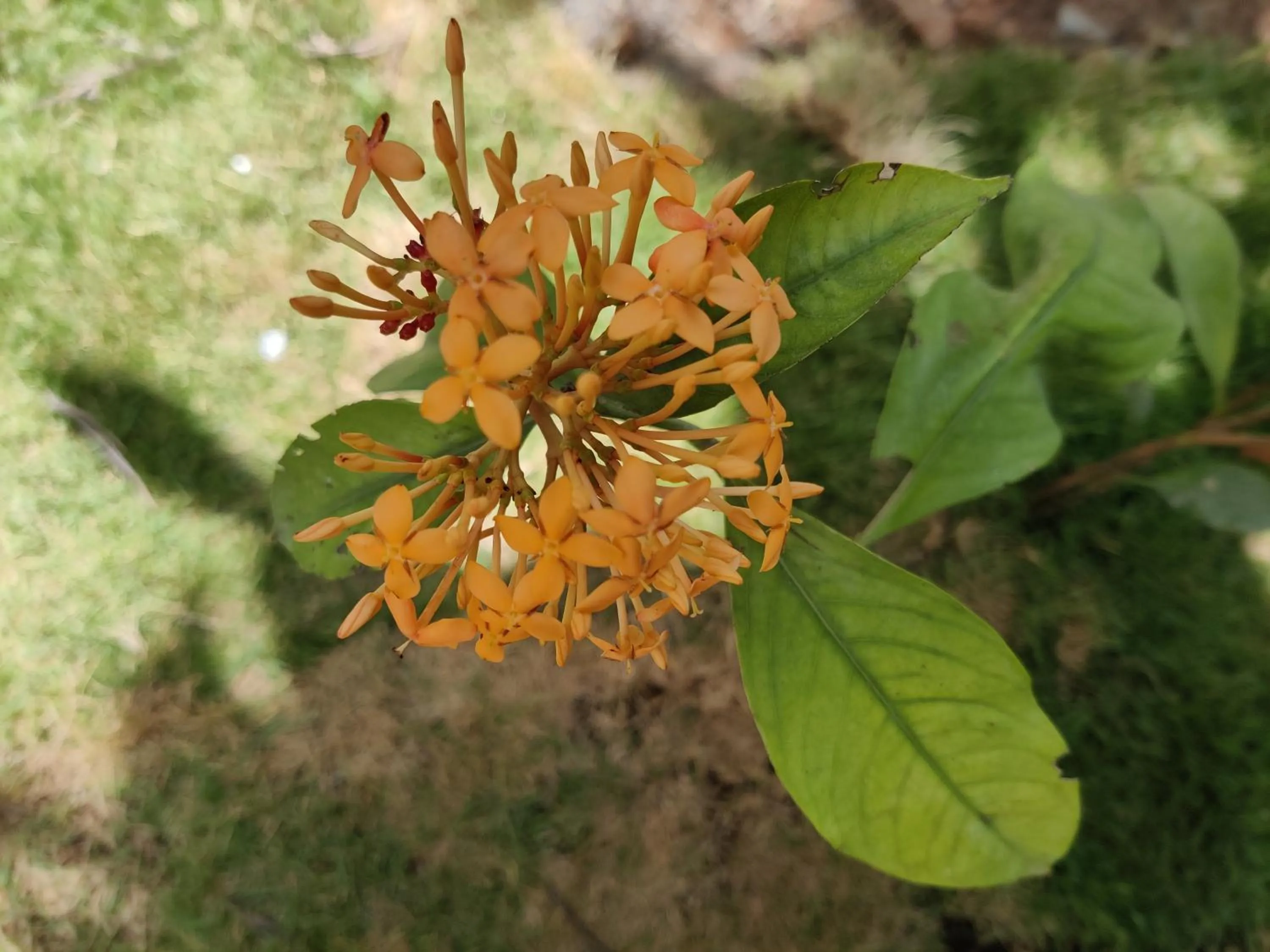 Garden in Bhavan Resorts