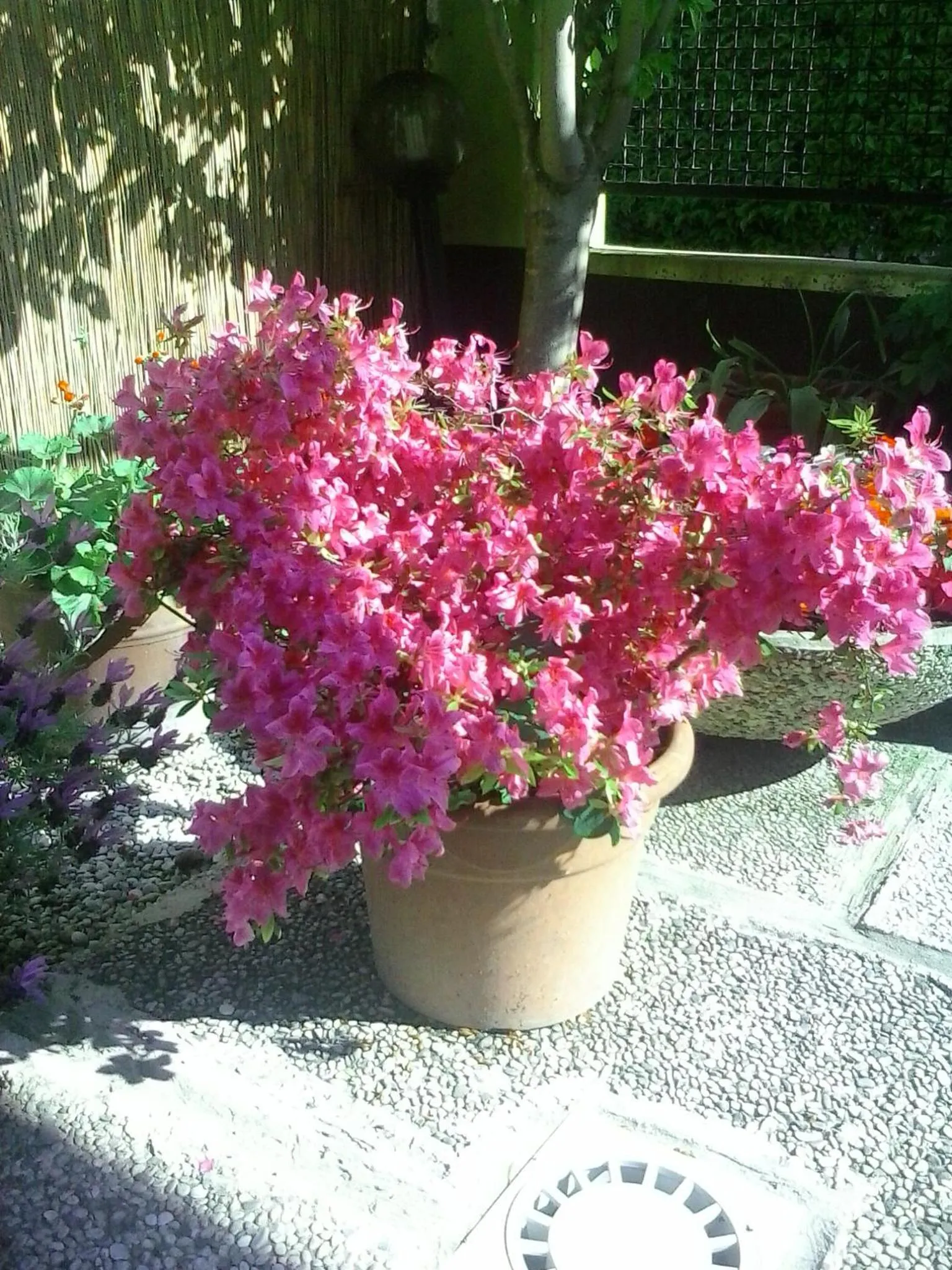 Spring in Hotel Villa Tiziana