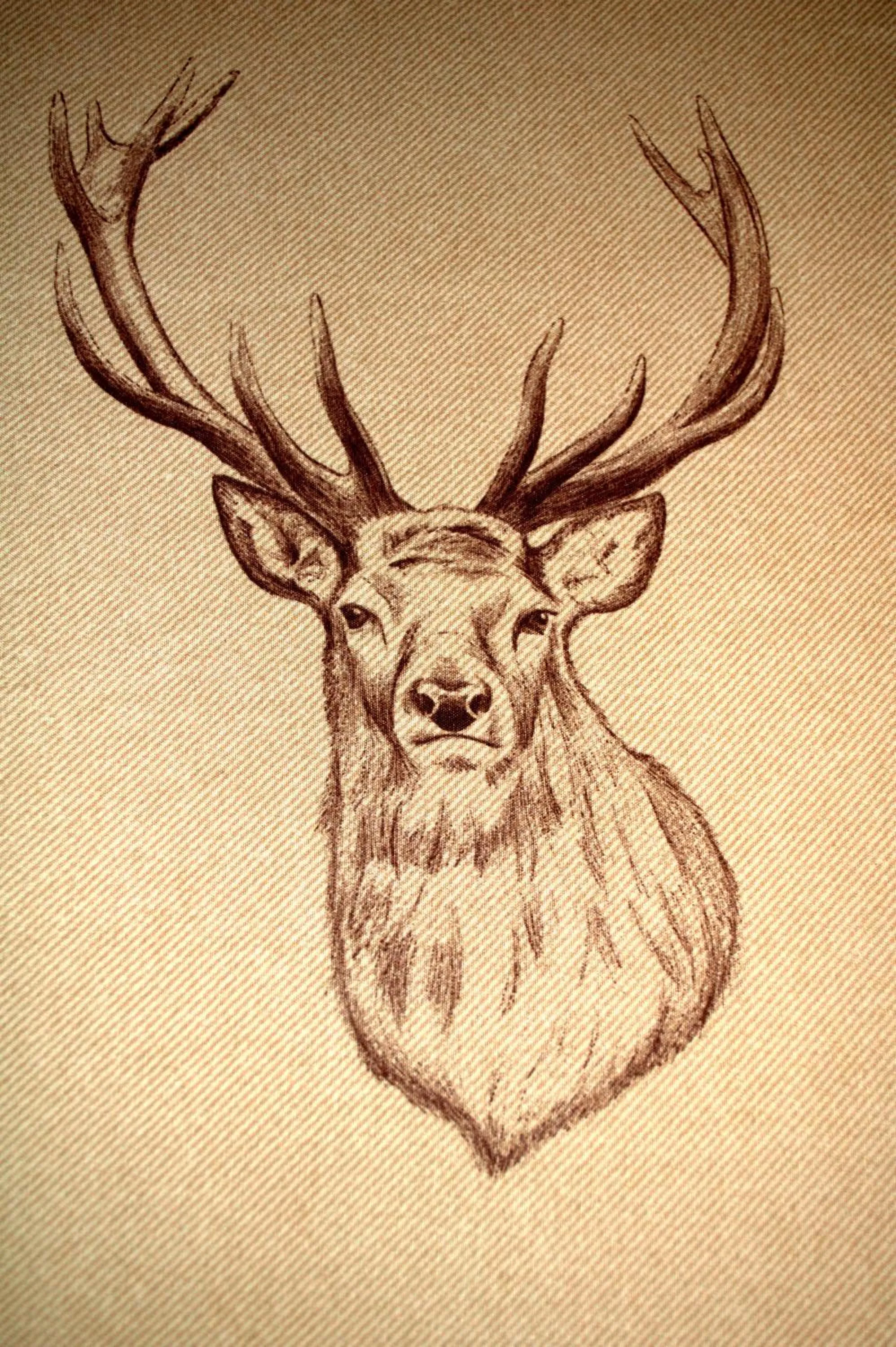 Animals in Torcroft Lodges