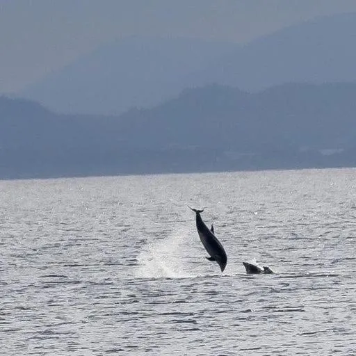 Natural landscape in Torcroft Lodges