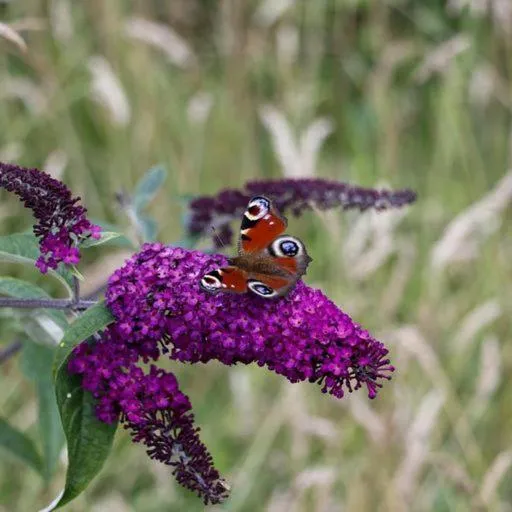 Day in Torcroft Lodges