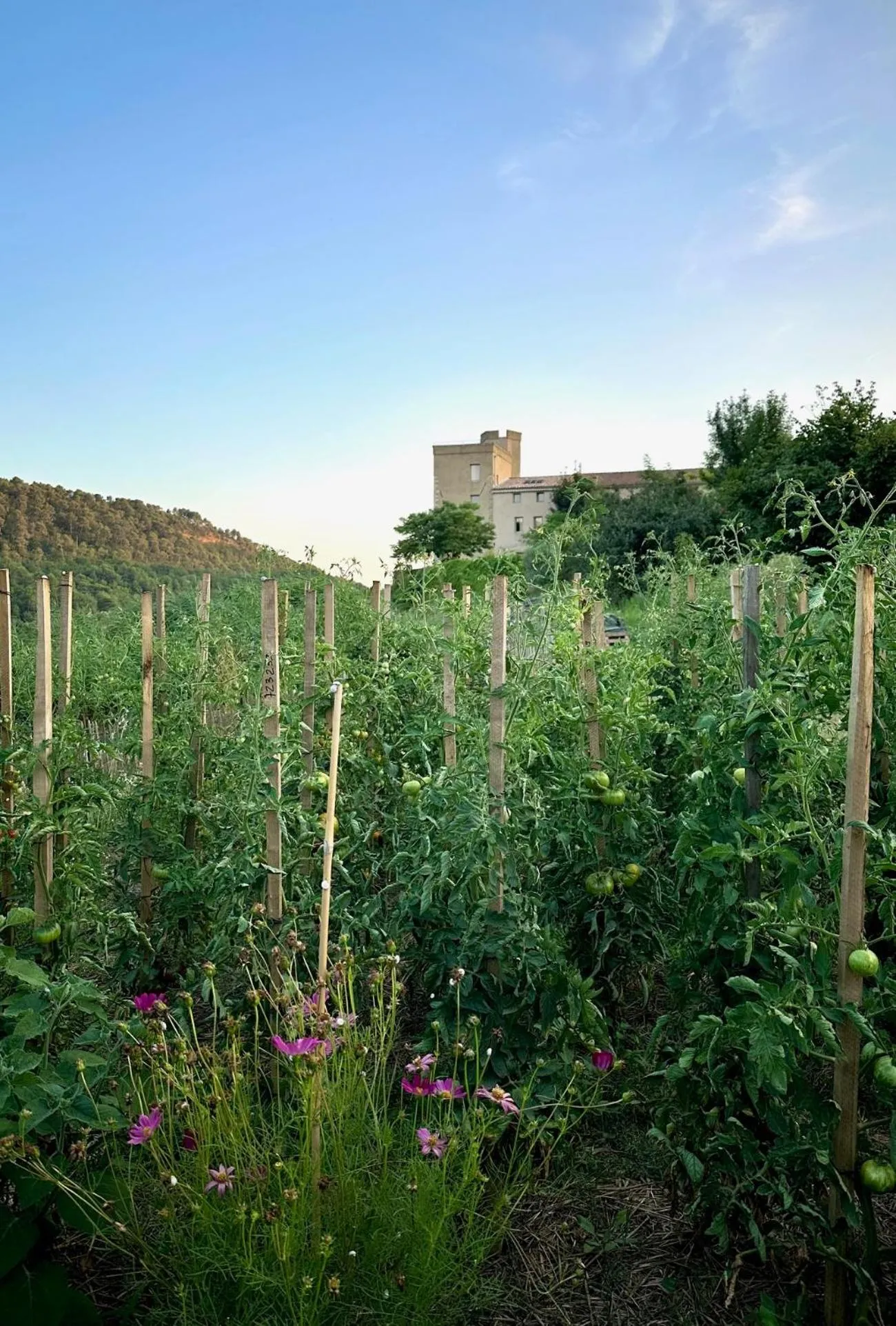 Garden in Domaine La Ferme HI bride
