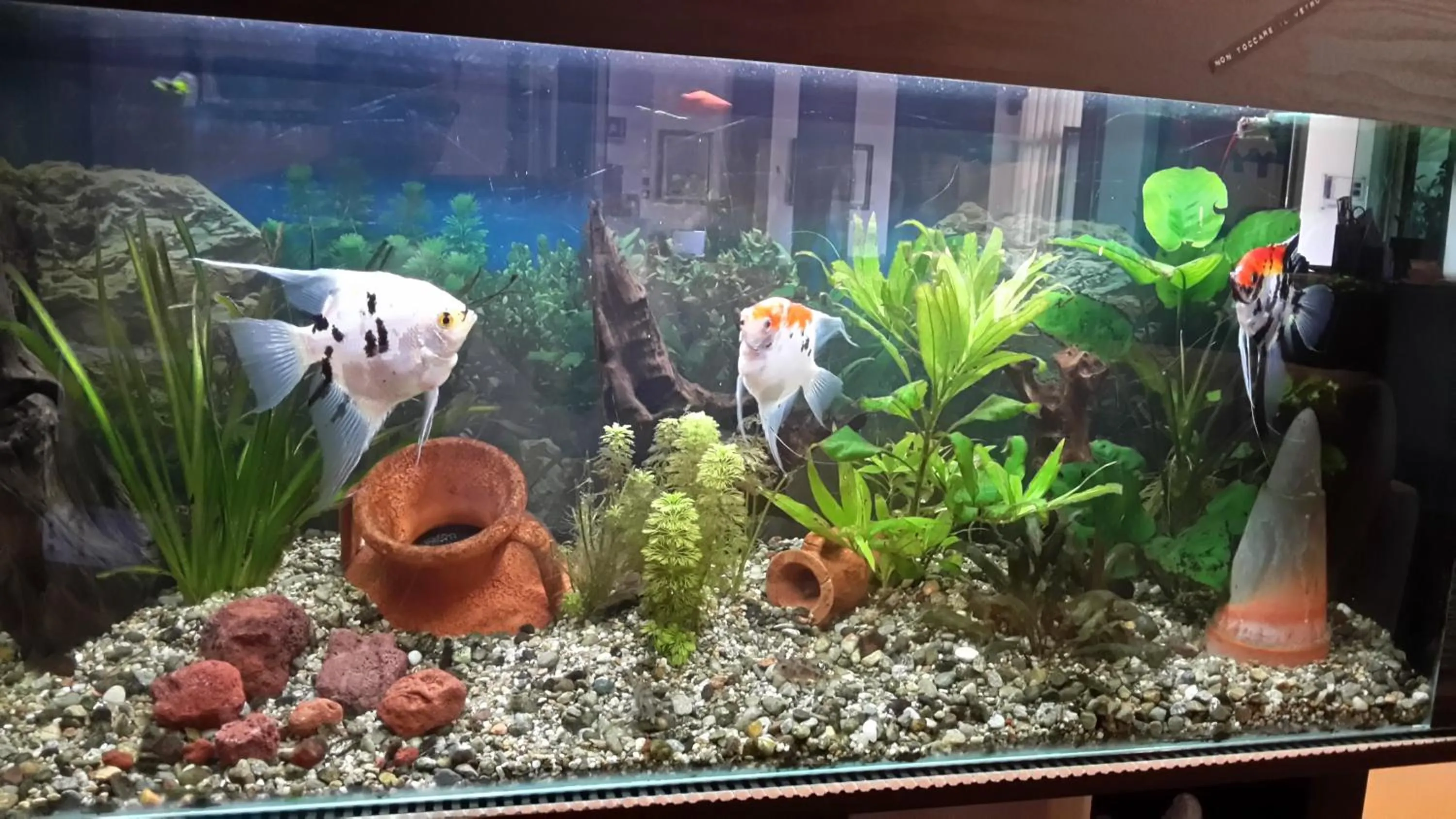 Entertainment in Hotel Garden Ristorante