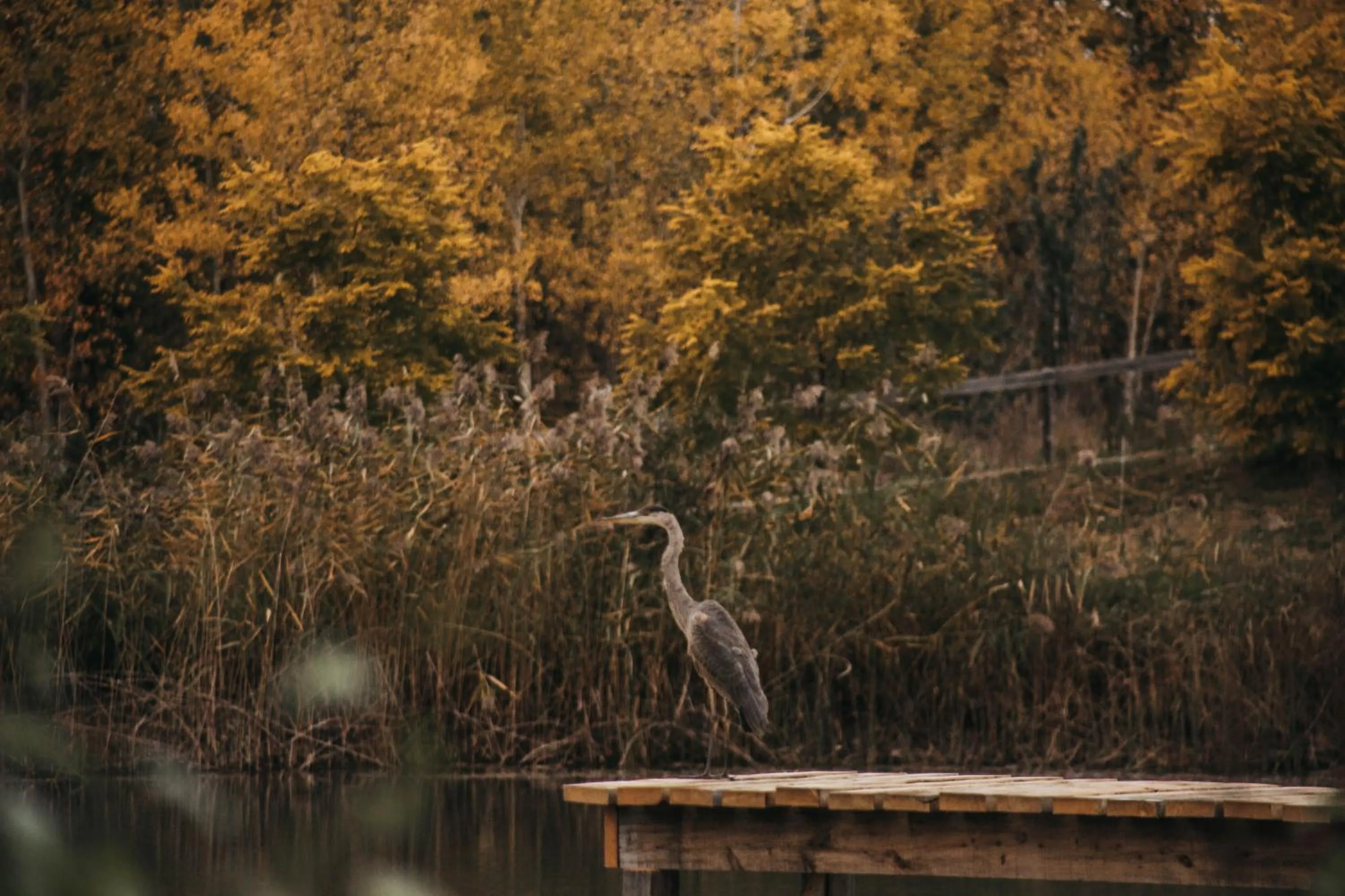 Patio in Station Chene rouge