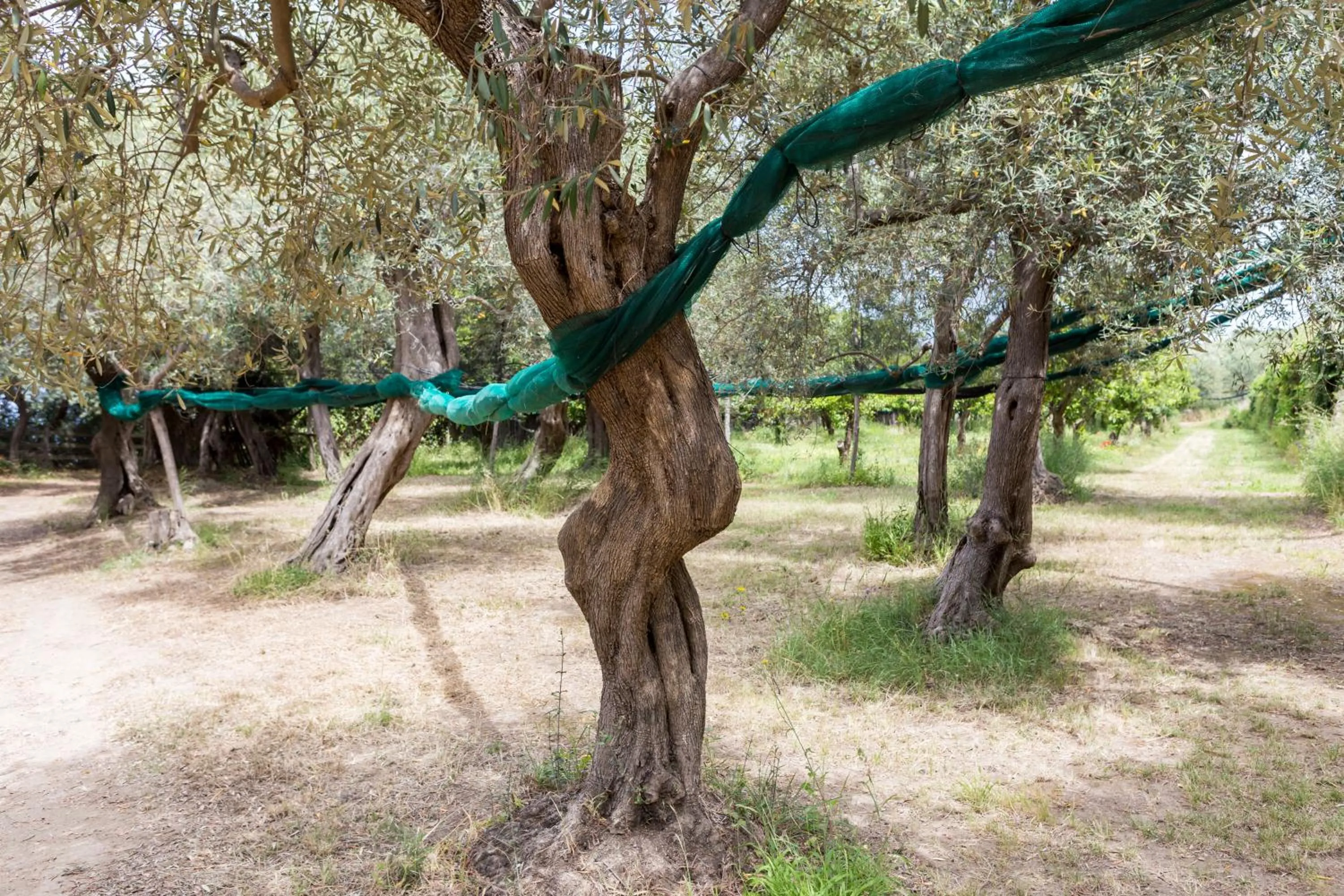 Garden in Relais Regina Giovanna