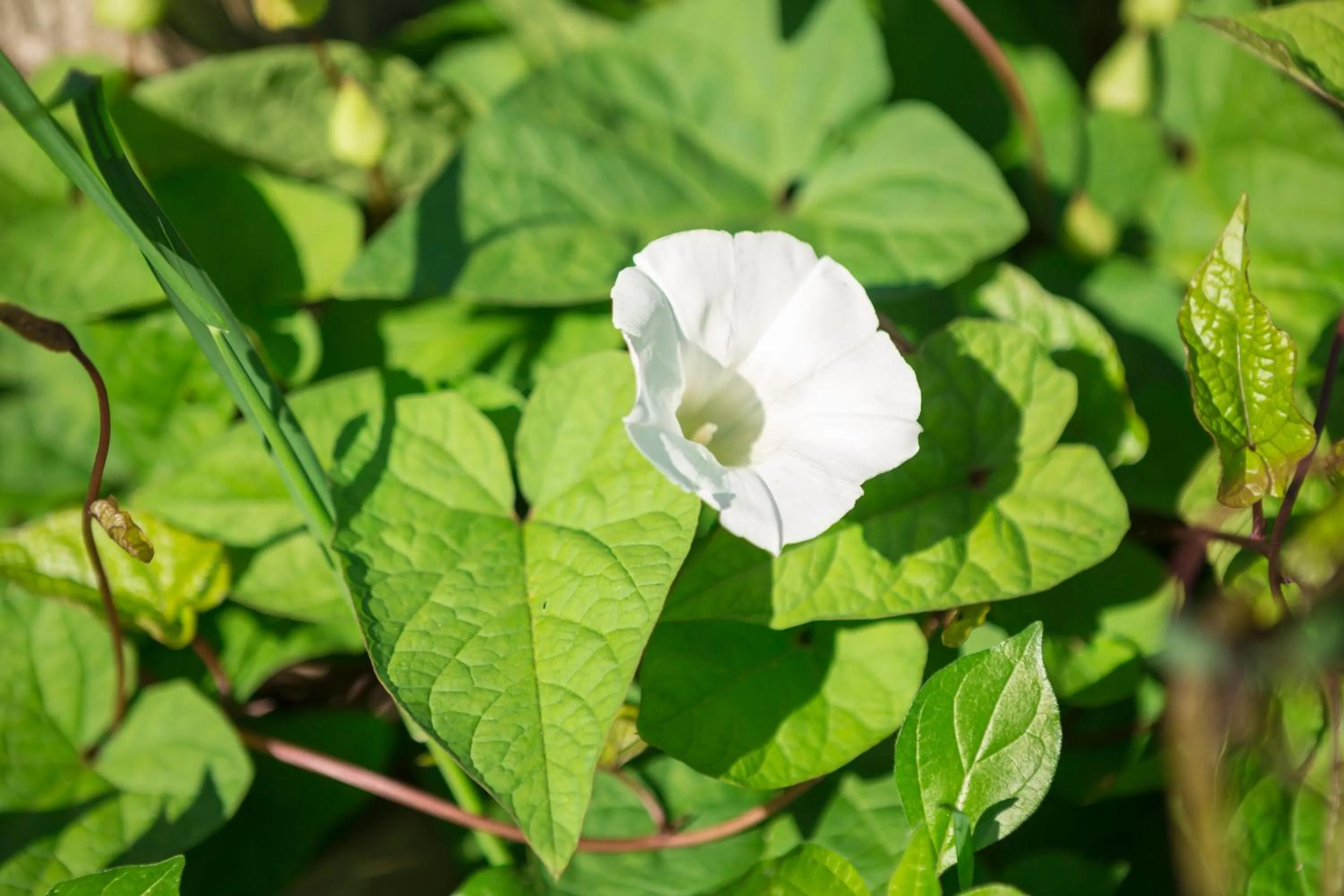 Other in Relais Regina Giovanna