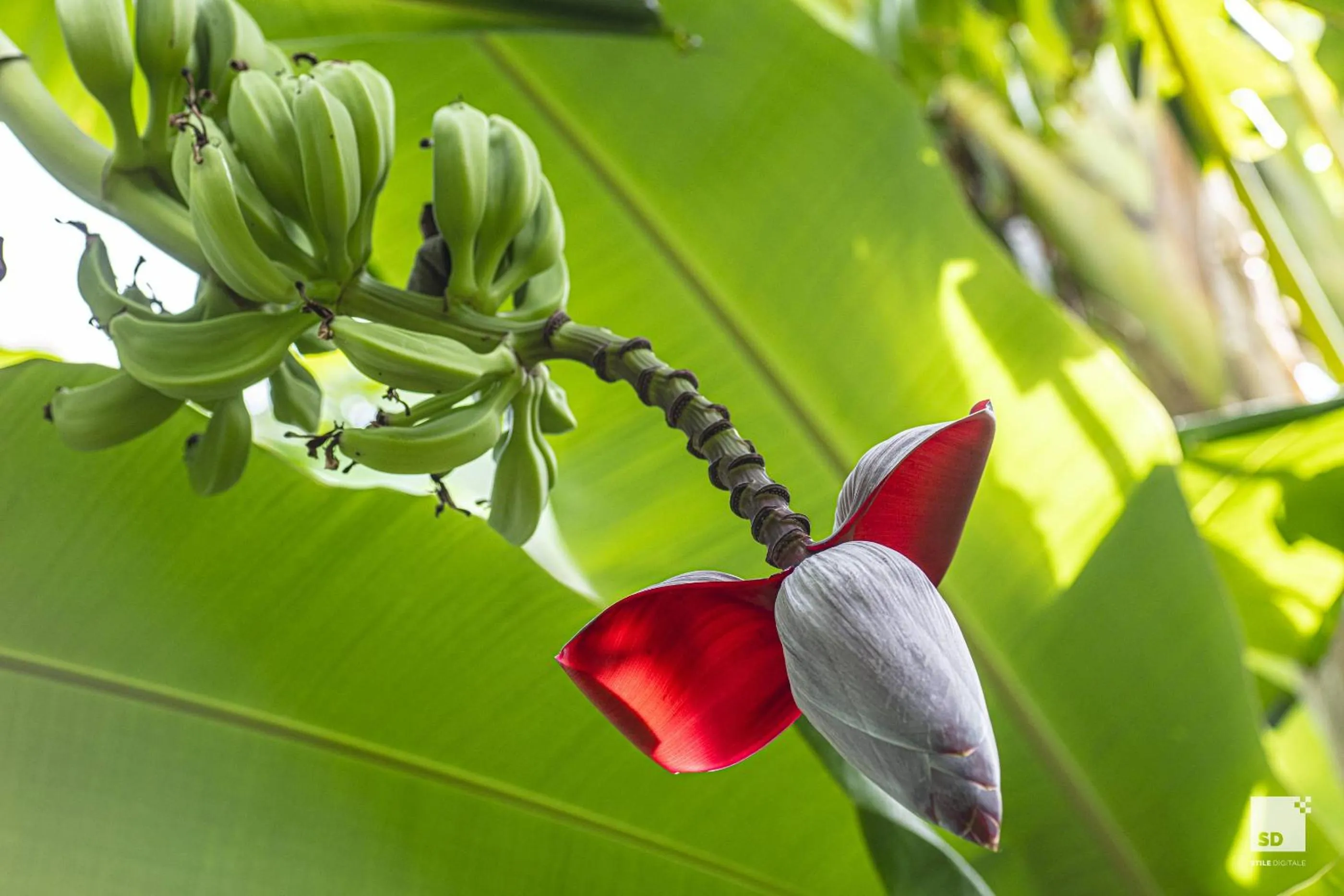 Garden view in Tonicello Hotel Resort & SPA