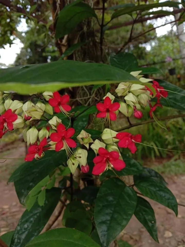 Garden in Green Garden Bungalows