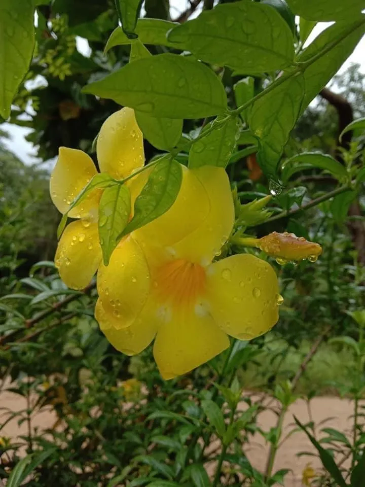 Garden in Green Garden Bungalows